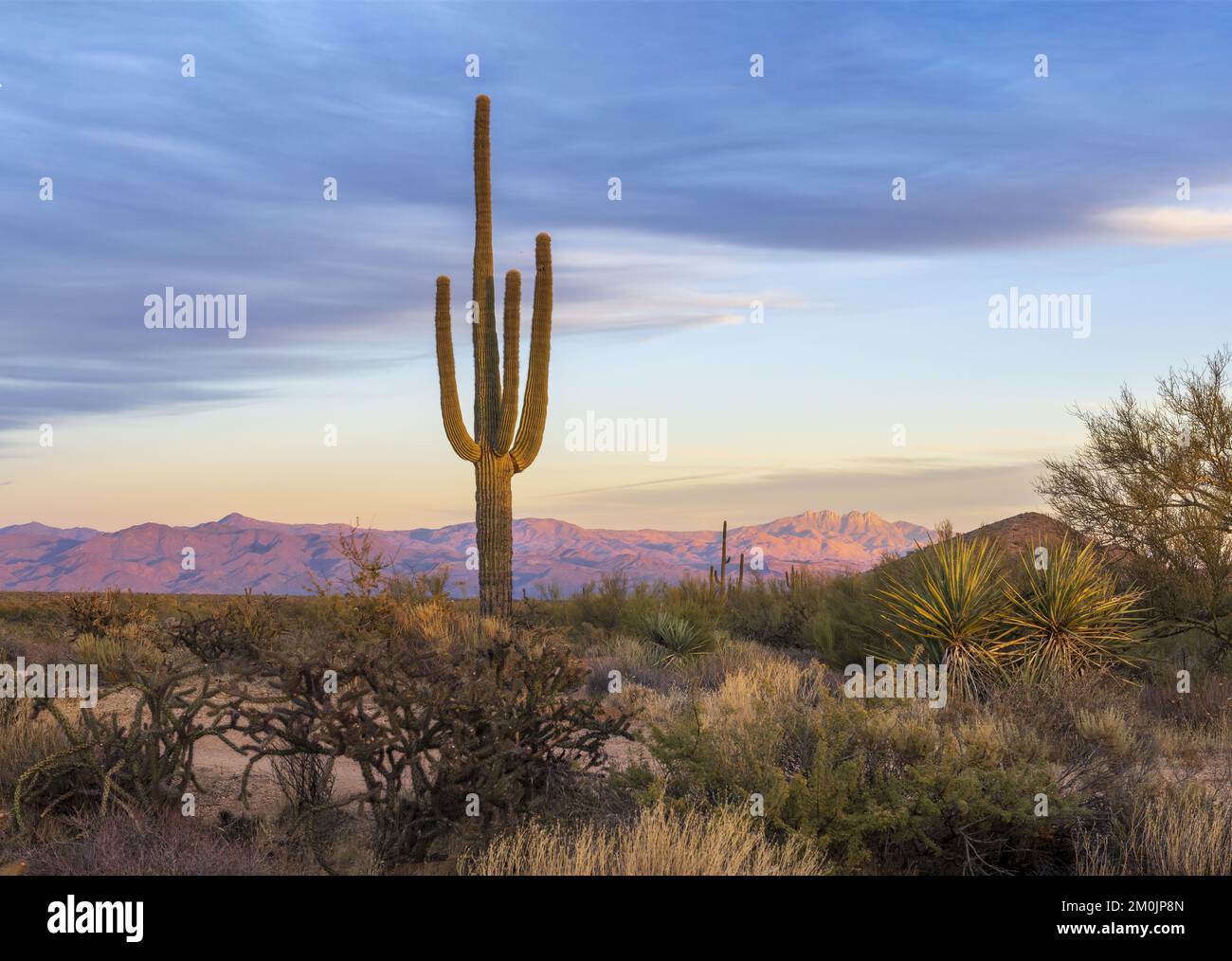 Lone Saguaro Cactus At Dusk In The Phoenix AZ Area Stock Photo