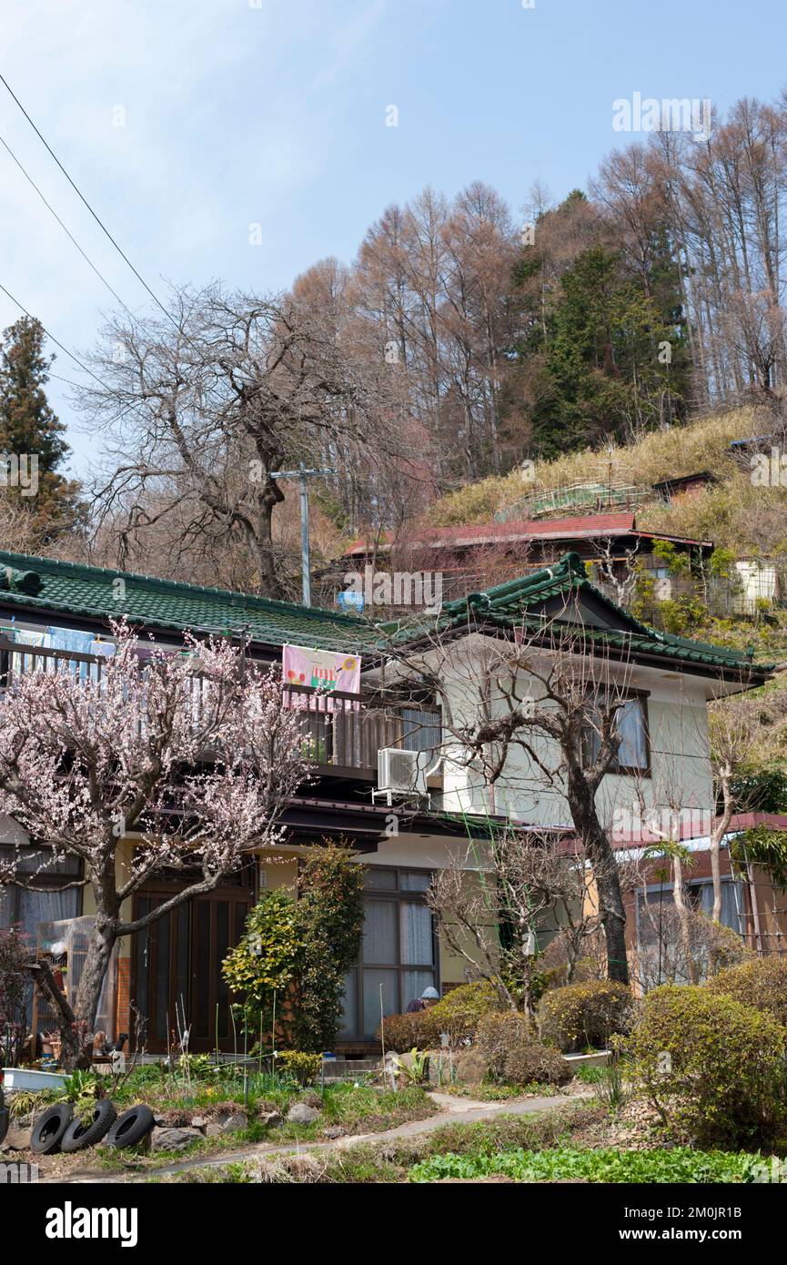 A house in Shimosuwa, Nagano, Japan, on an early spring day with an ume