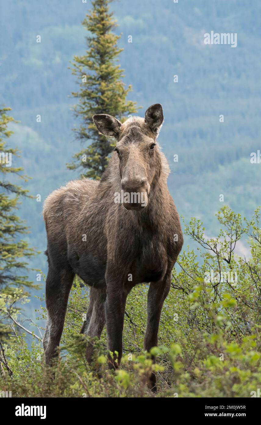North America; United States; Alaska; Alaska Range Mountains; Wildlife