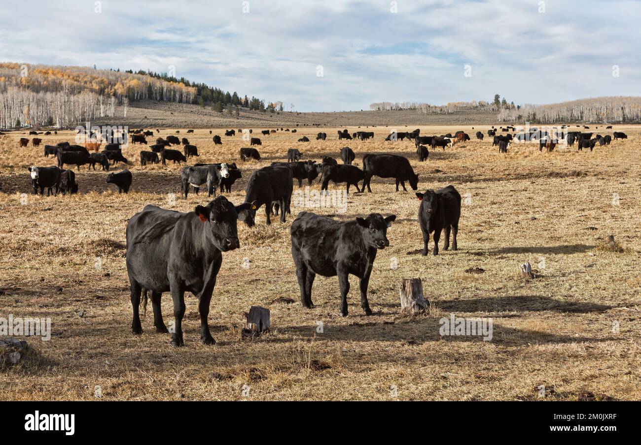 Black Angus 'Bos' herd preparing to depart summer pasture, female with offspring, mid October, Fish Lake National Forest, Fish Lake, Utah. Stock Photo
