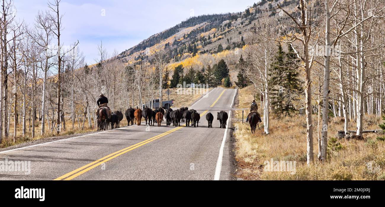 Rancher moving Black Angus 'Bos' cattle from summer pasture,  Fish Lake National Forest, Sevier County, Utah. Stock Photo