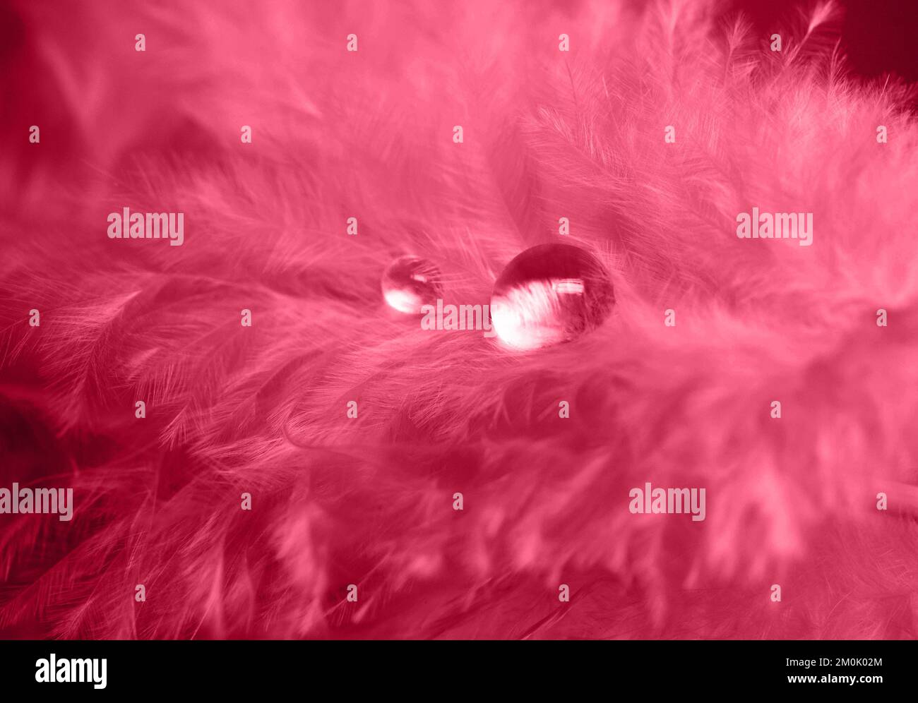 Beautiful fluffy pink feather with shiny water droplets. Color of the