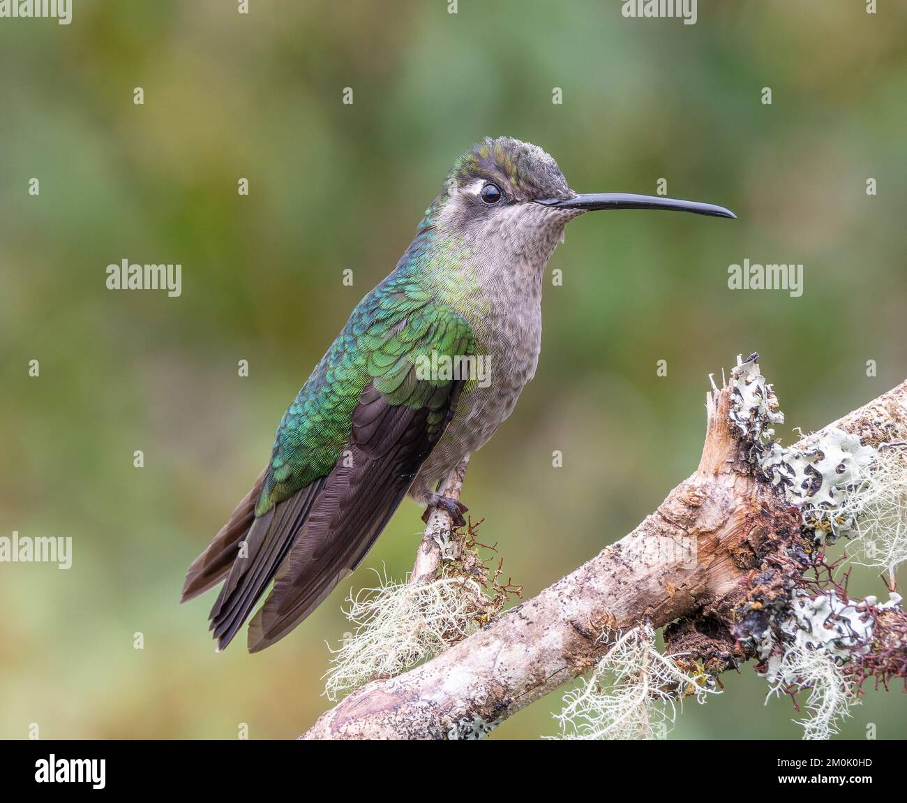 female Talamanca Hummingbird perching on a branch at a garden in costa rica Stock Photo