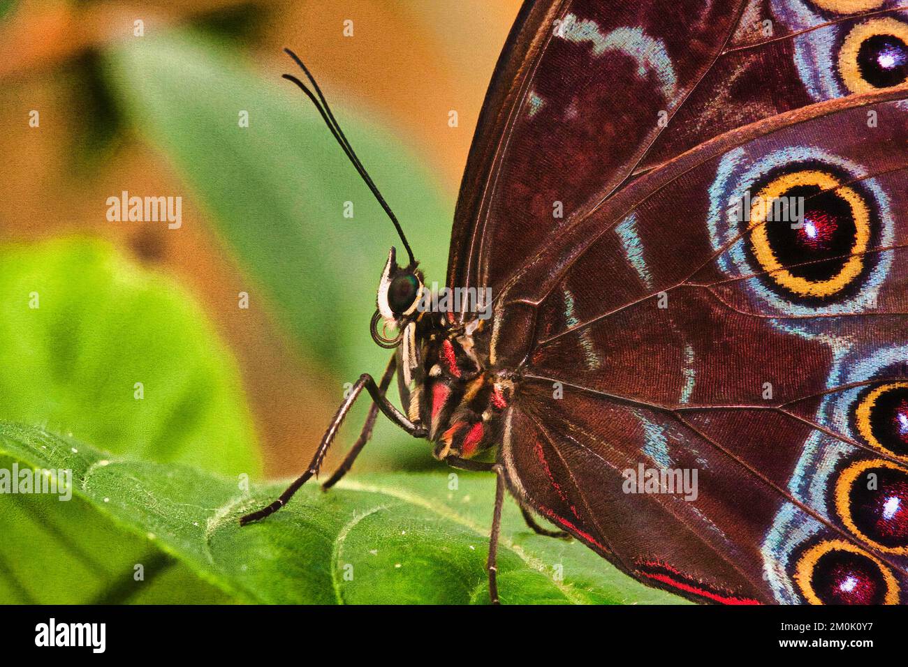 super closeup of a brown butterfly with detailed markings Stock Photo