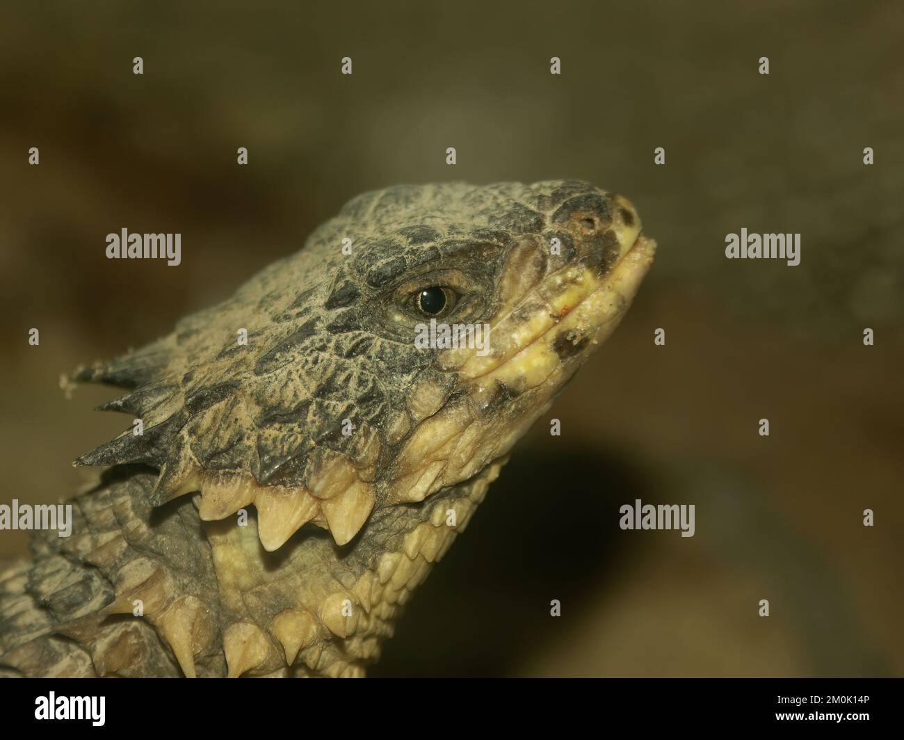 A closeup of a giant girdled lizard with cute little eyes on a blurred background in the wilderness Stock Photo