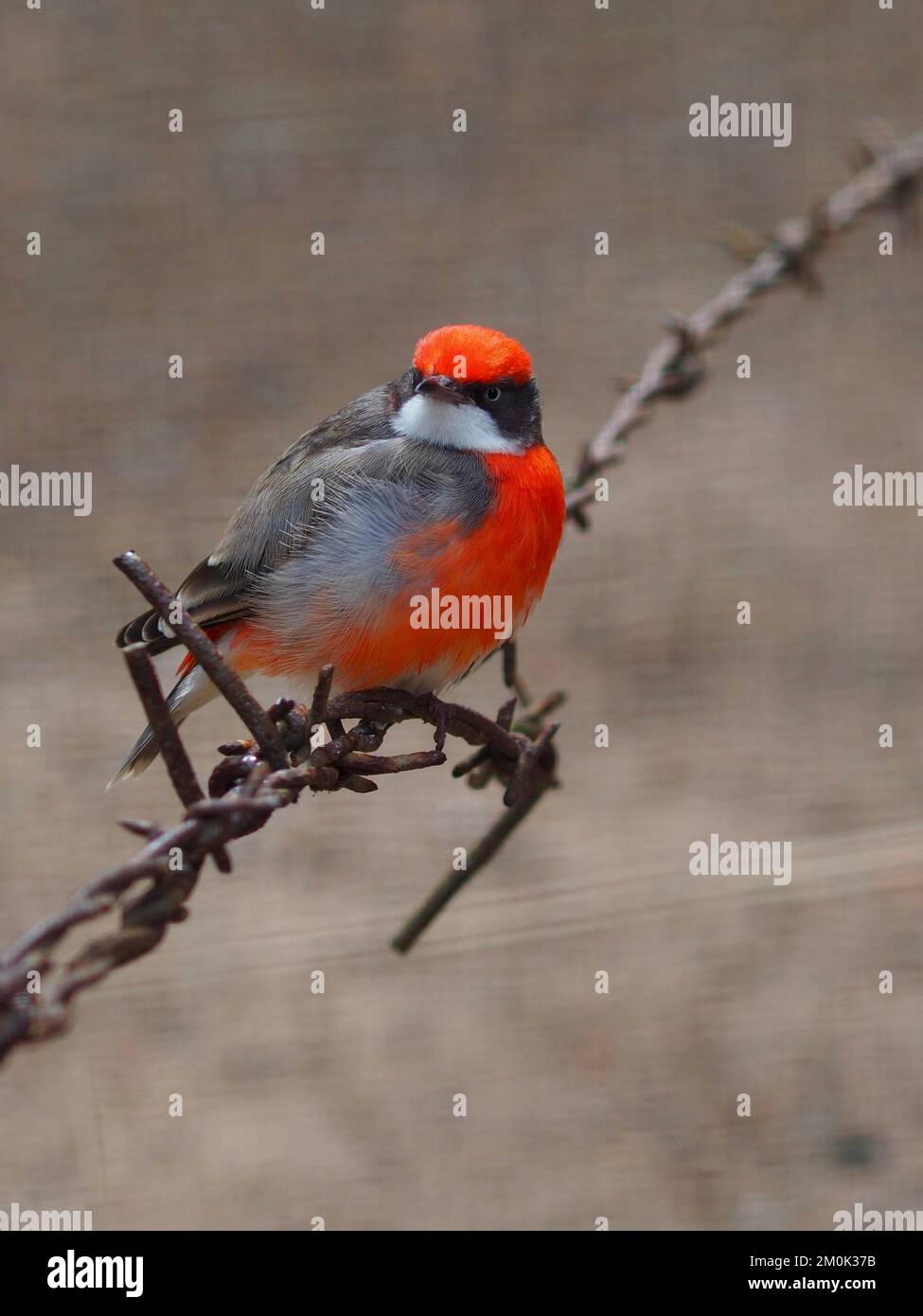 Compact diminutive Crimson Chat nonchalantly perching on barbed wire. Stock Photo