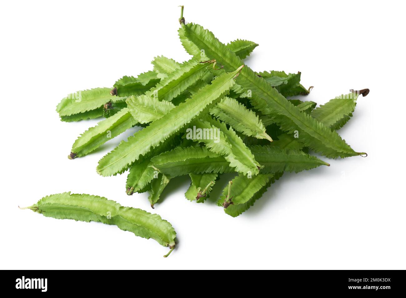 pile of winged beans, also known as cigarillas, manila or fourangled