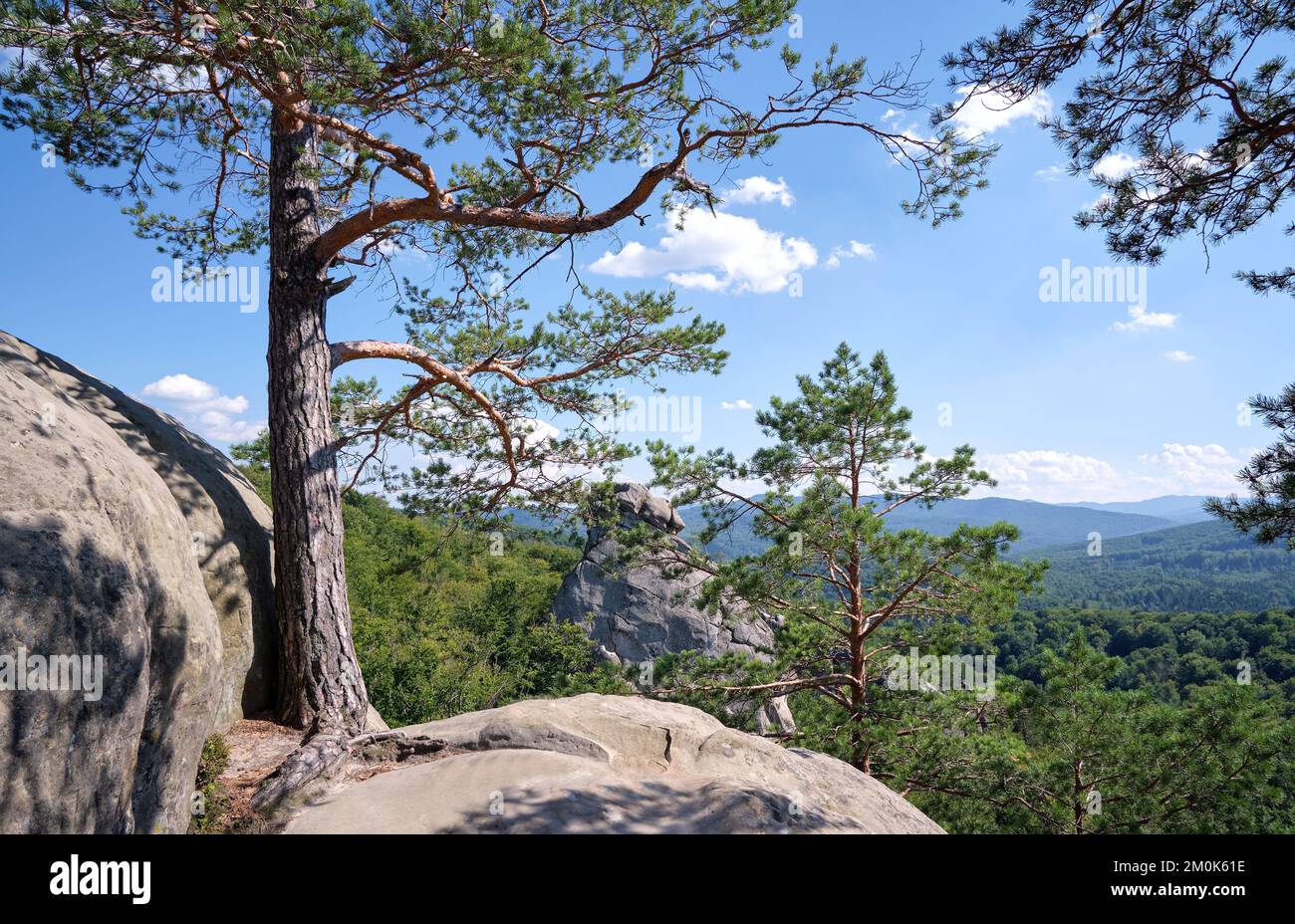 Big old pine tree growing on rocky mountain top under blue sky on ...