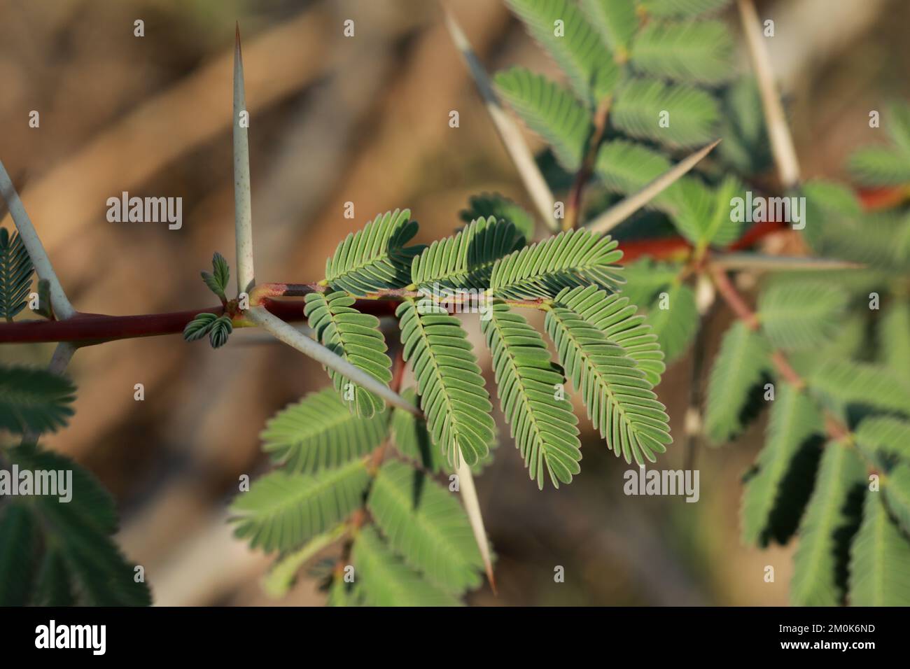 Gum arabic tree, Vachellia nilotica, Acacia nilotica, Babul, Thorn mimosa, Egyptian acacia, Thorny acacia branch closeup. Stock Photo
