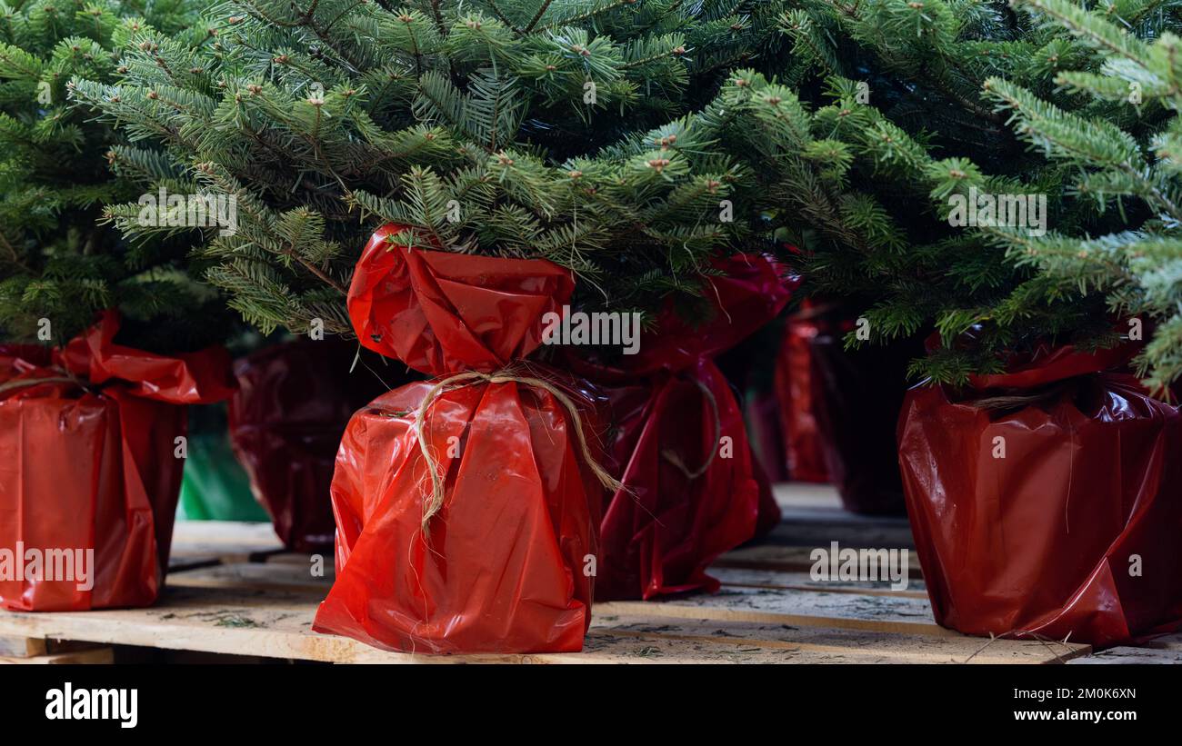 Cologne, Germany. 24th Nov, 2022. Christmas trees with roots in pots