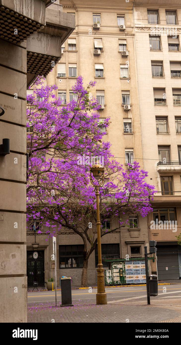 Bright purple jacaranda tree in Buenos AIres Stock Photo - Alamy