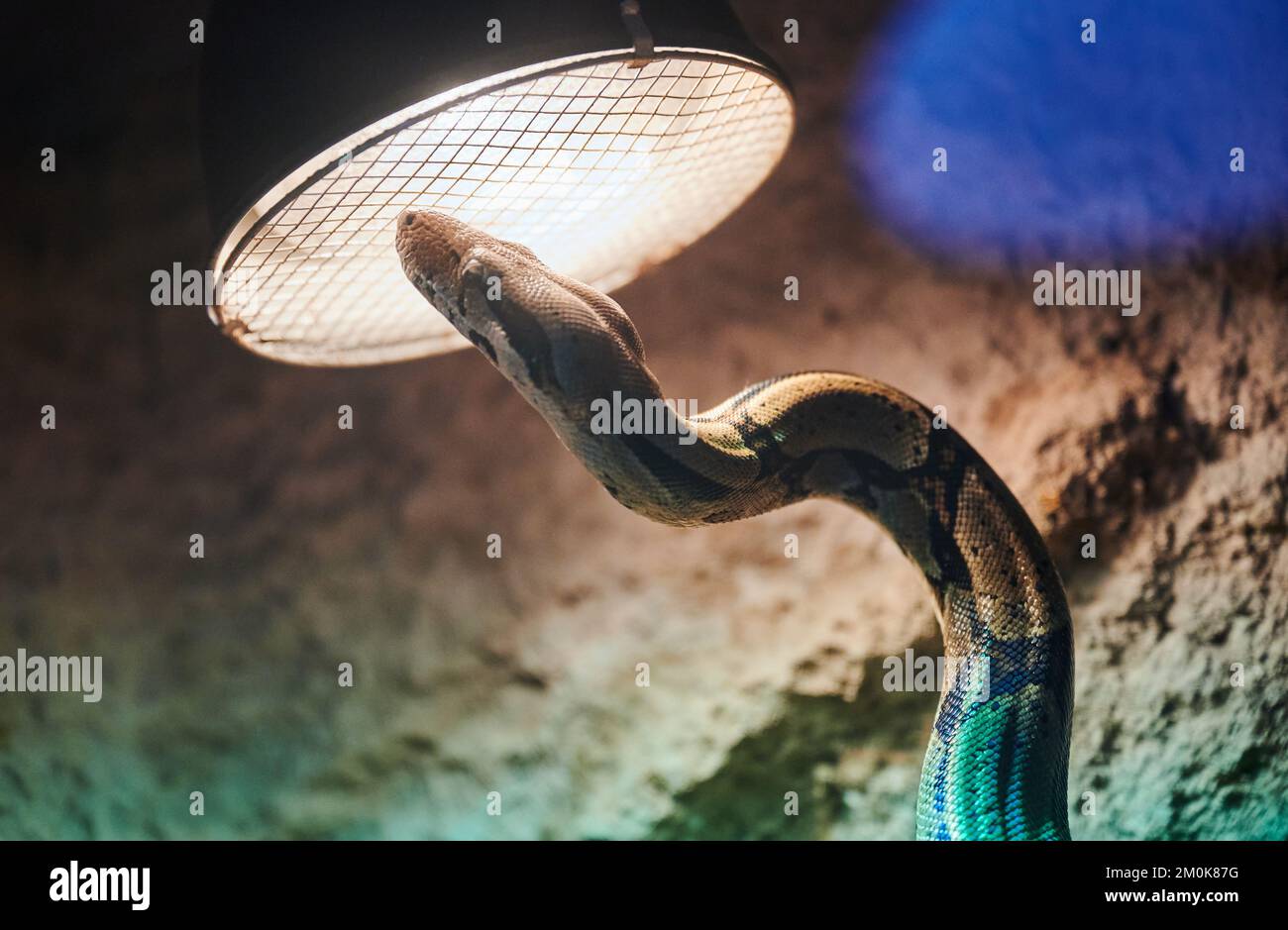 Berlin, Germany. 30th Nov, 2022. A royal python (Python regius) meanders to the heat lamp in its