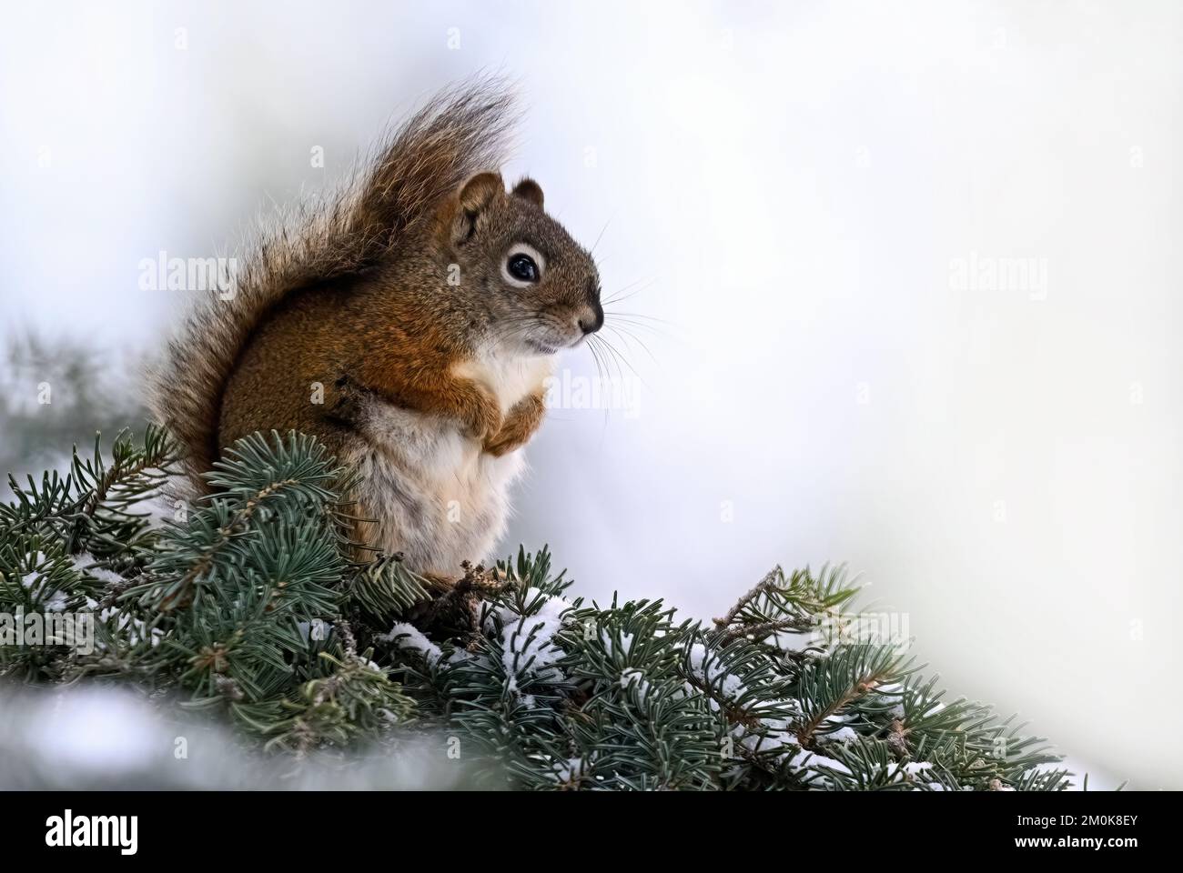 A wild red squirrel 'Tamiasciurus hudsonicus', sitting on a spruce tree branch in a winter storm. Stock Photo