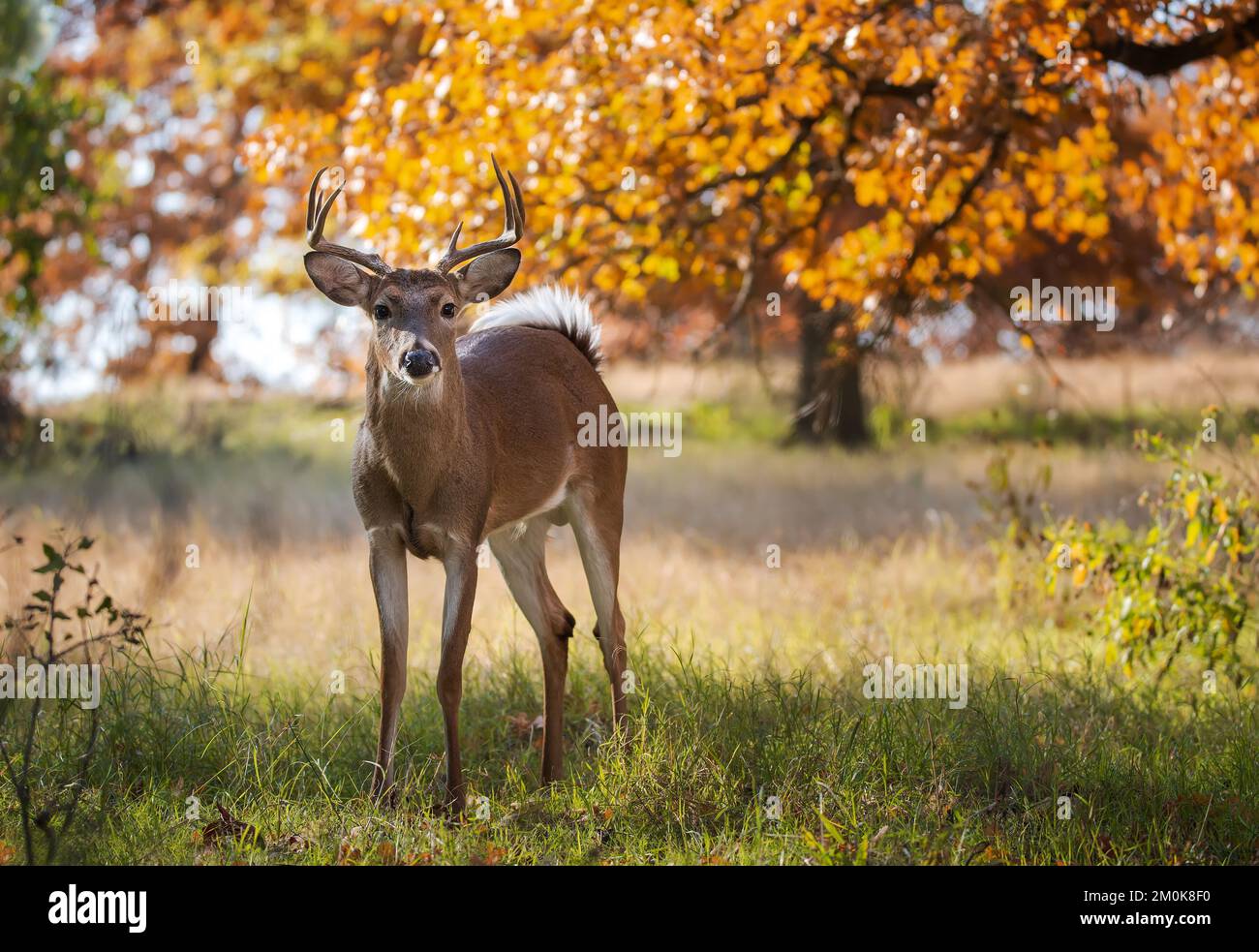 Young White-tailed Deer, a male, buck, in the woods on a beautiful