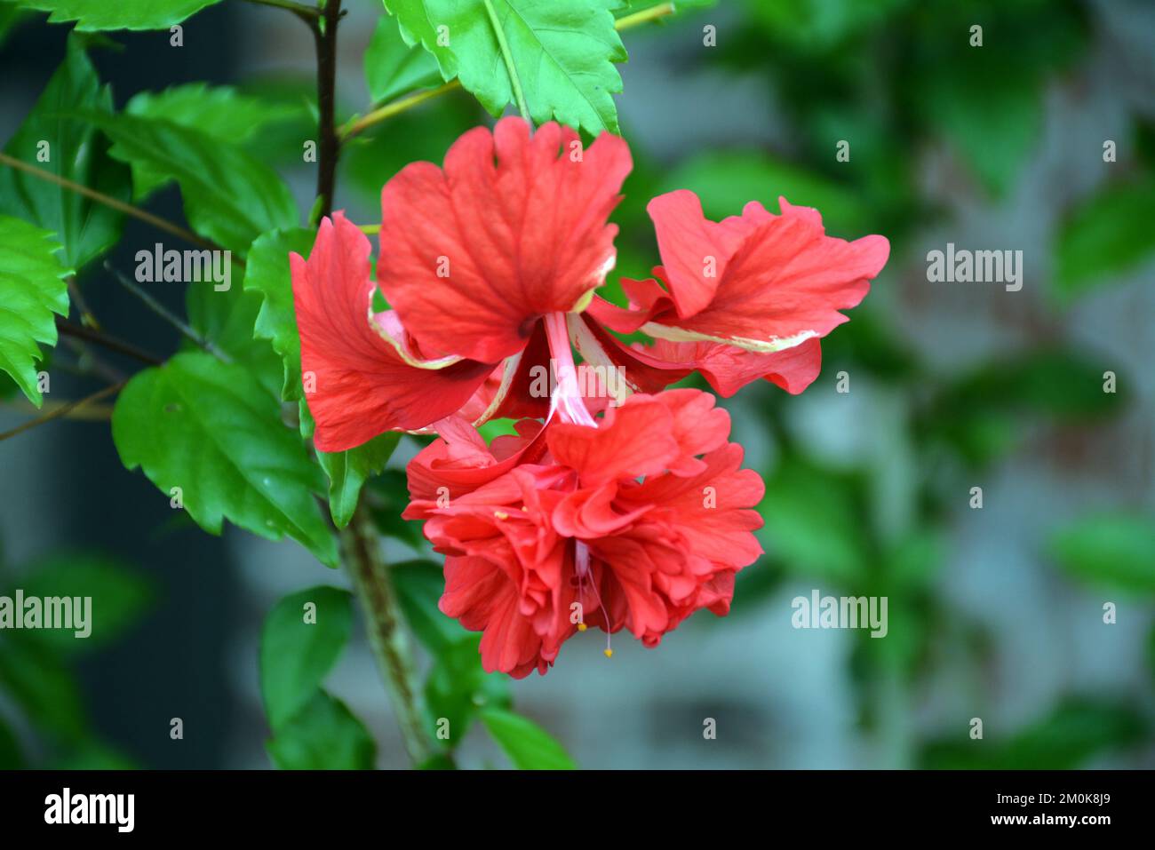 Hibiscus rosasinensis fresh flower closeup Stock Photo Alamy