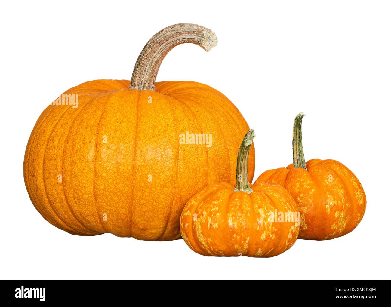 Organic Sugar Pie Pumpkin, an ideal pumpkin for holiday baking and cooking, and two mini pumpkins. Isolated on white background. Stock Photo