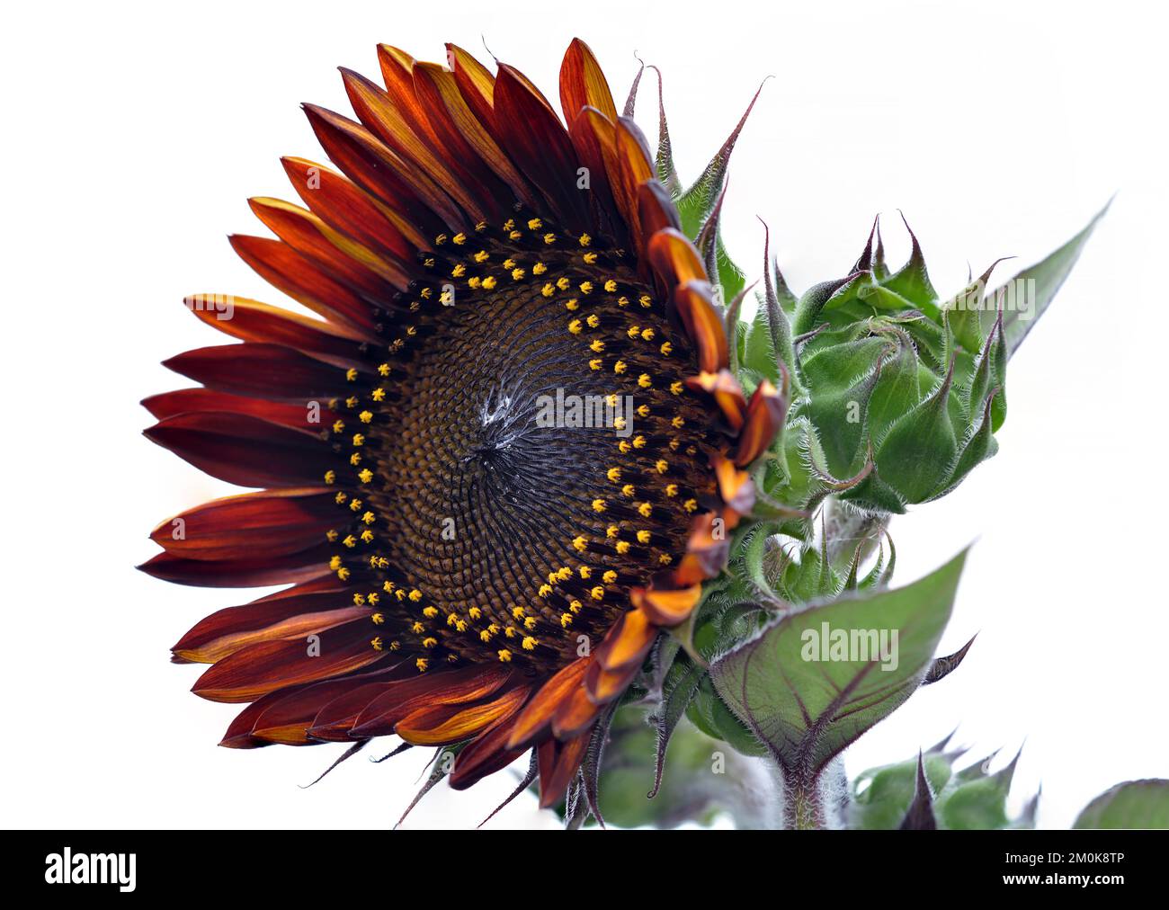 Helianthus annuus sunflower plant in bloom Stock Photo