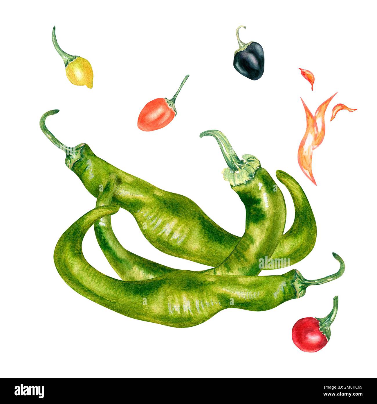 Green chili peppers and bola watercolor illustration isolated on white