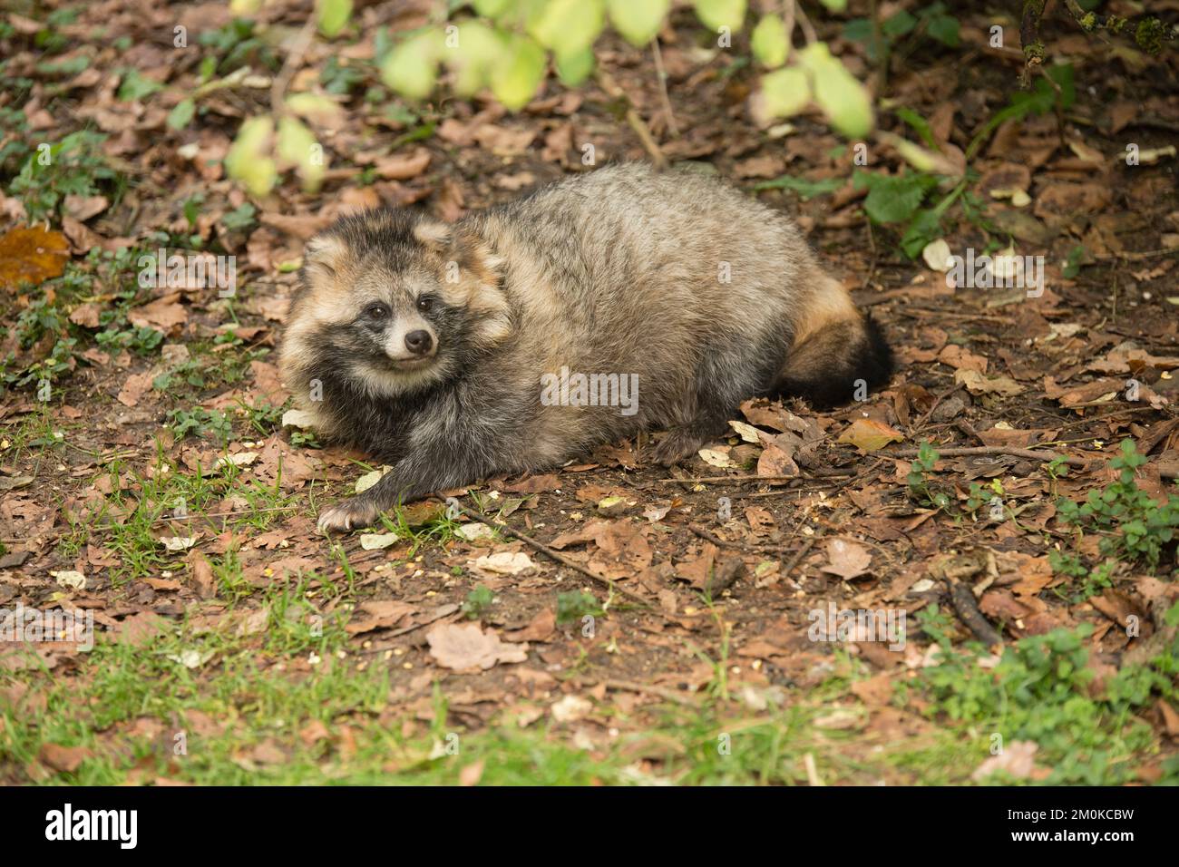 Waschbär im Tierpark Stock Photo