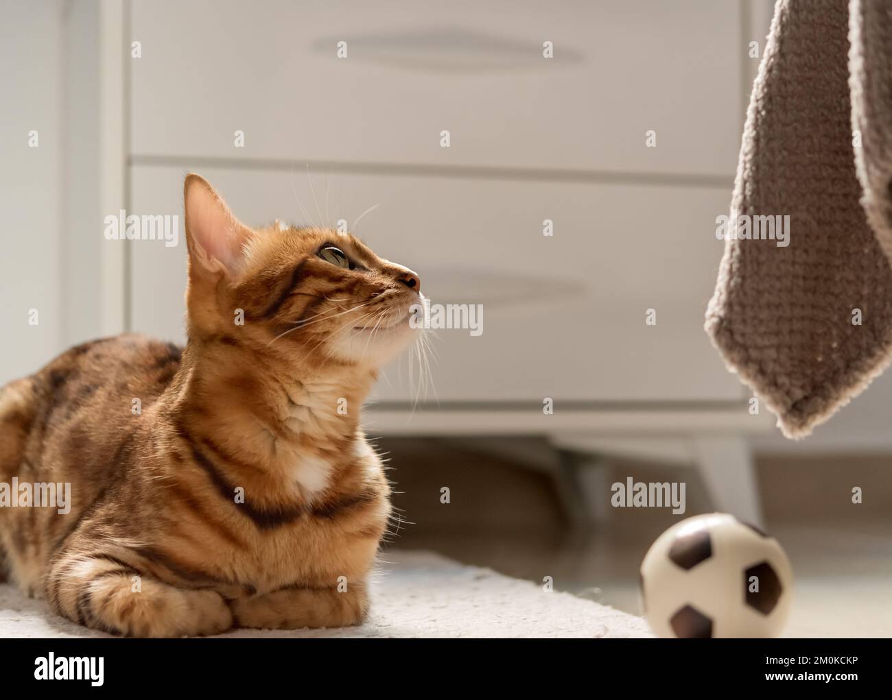 Cute bengal cat with a soccer ball on the floor at home Stock Photo - Alamy