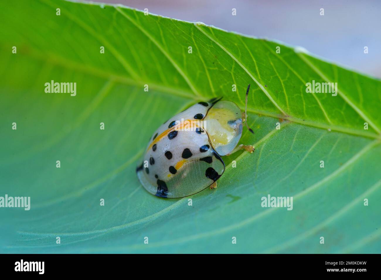 a gold ladybug on a grass leaf with focus selection Stock Photo - Alamy