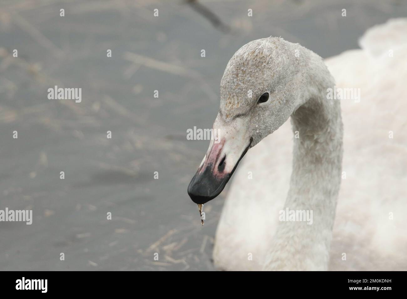A head shot of a juvenile Whooper Swan, Cygnus cygnus, swimming on a lake. Stock Photo
