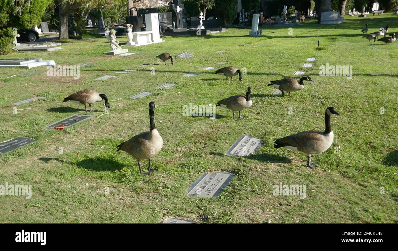 Los Angeles, California, USA 3rd December 2022 Canadian Geese at