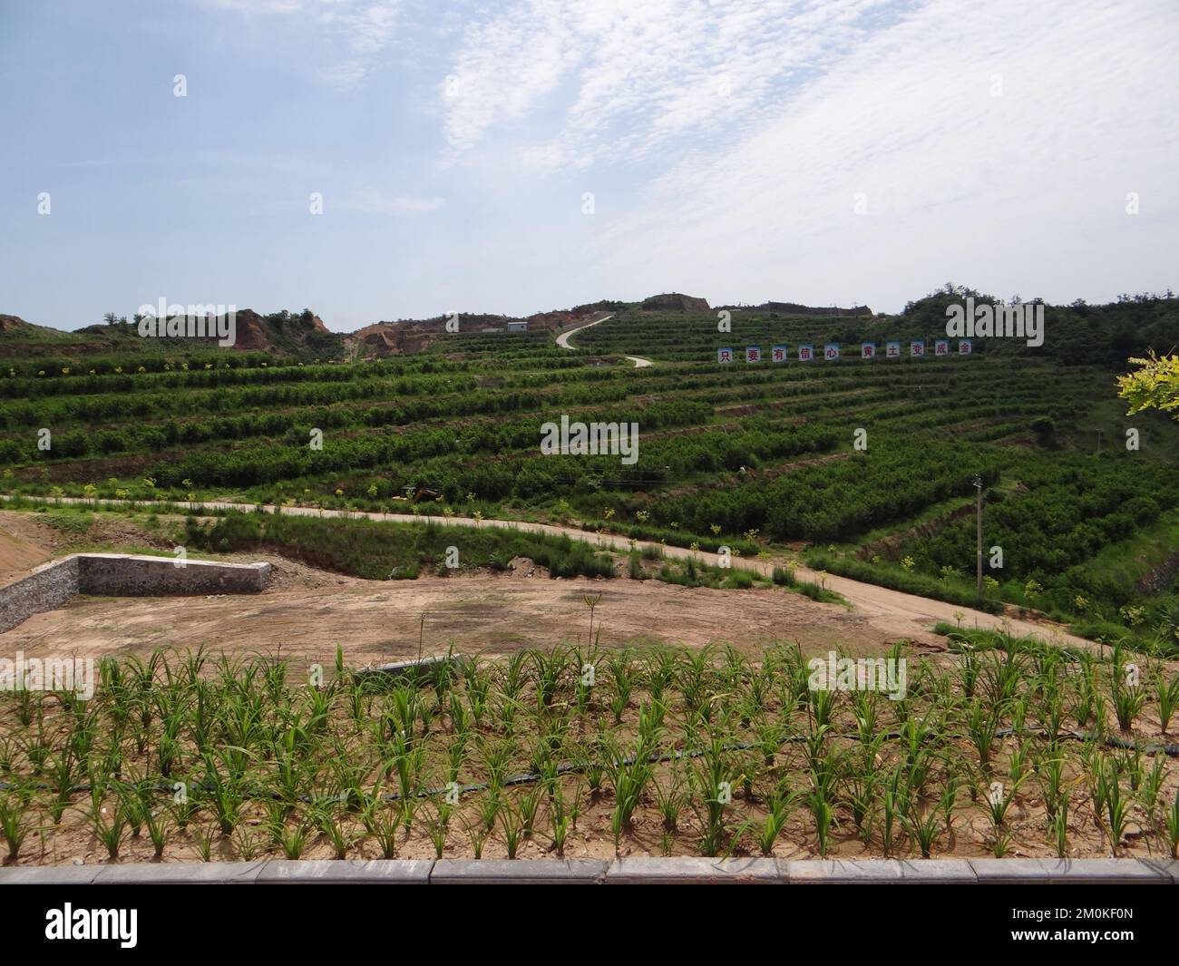 Shijiazhuang. 7th Dec, 2022. A photo taken on July 15, 2022 shows orchards of Hebei Guangcun Biotechnology Limited Company, Fuping County, north China's Hebei Province. TO GO WITH 'Across China: Overseas returnee opens modern orchards in mountainous village' Credit: Xinhua/Alamy Live News Stock Photo