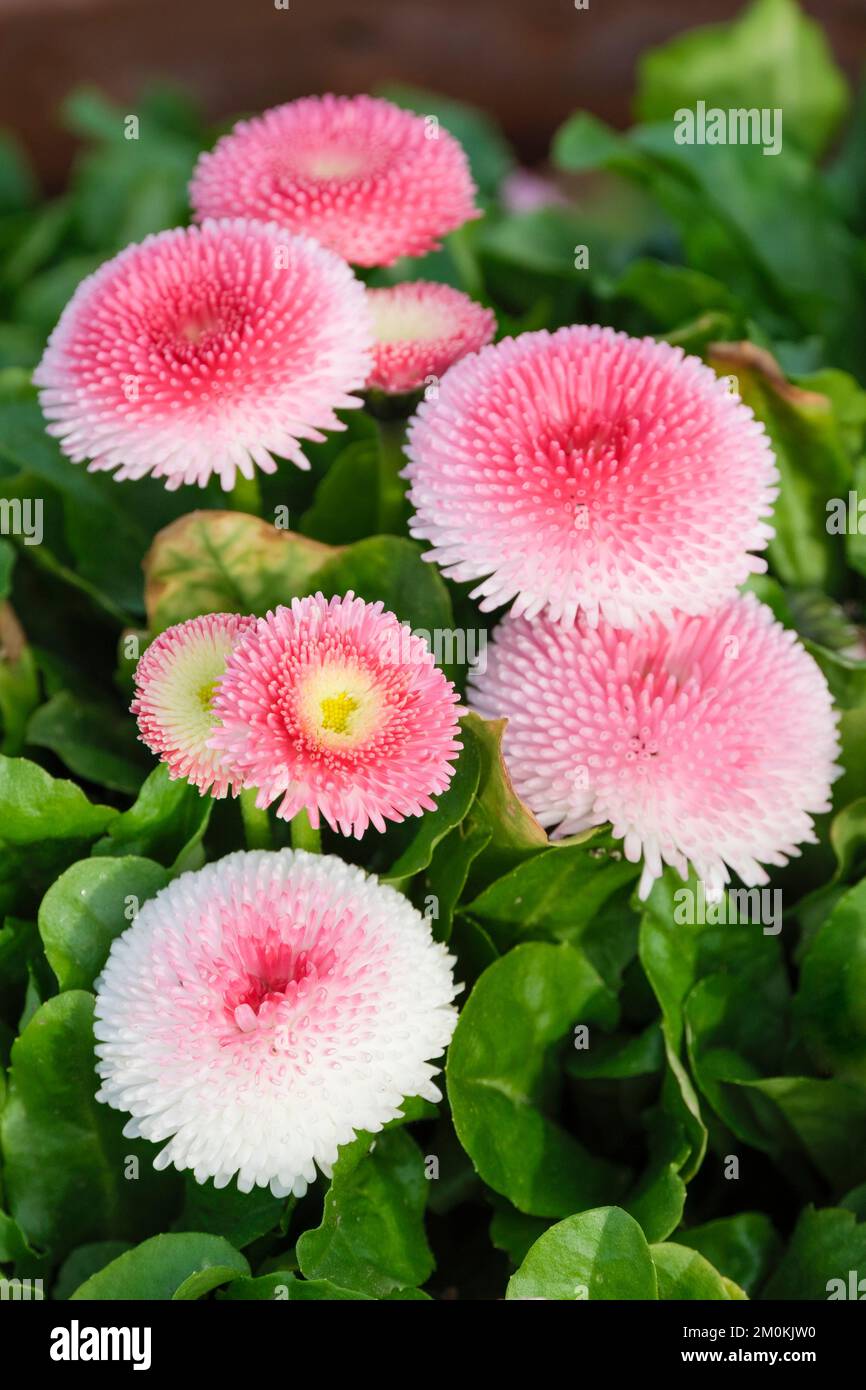 Bellis perennis Tasso Strawberries and Cream, Tasso series, pom-pom like two-toned flowers Stock Photo