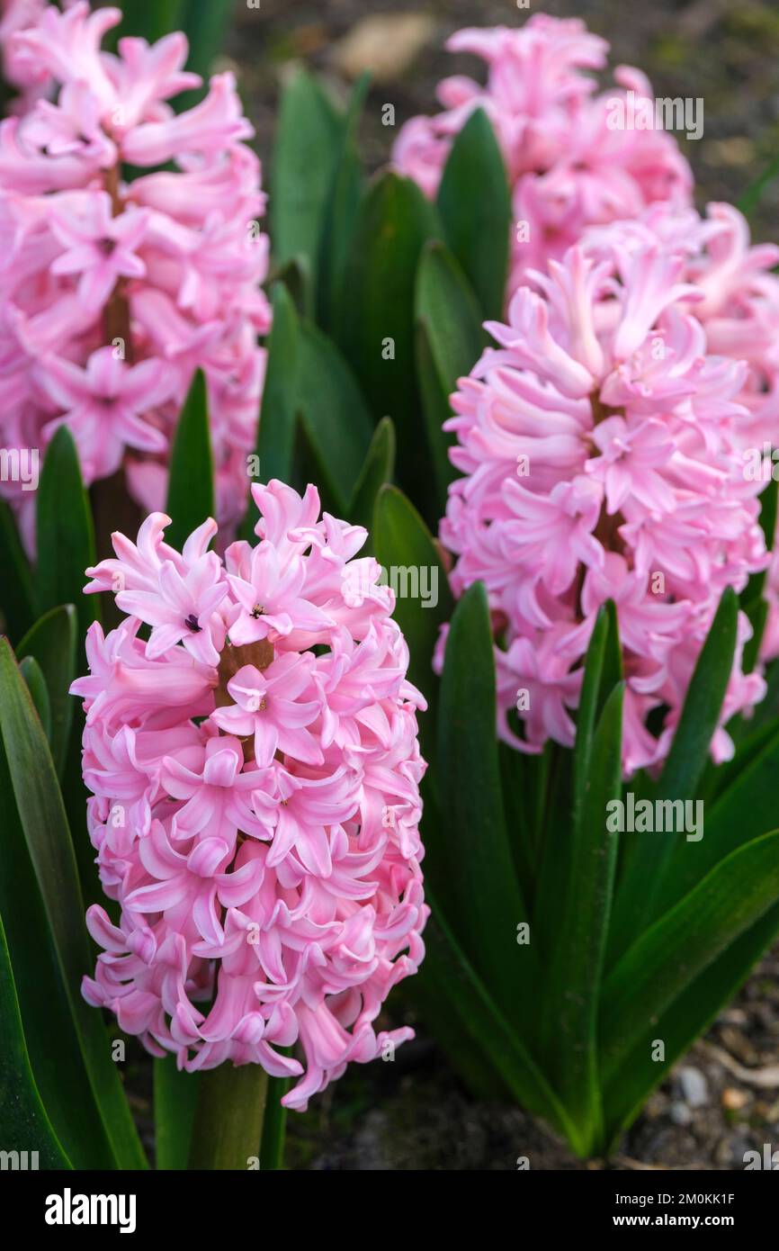 Hyacinthus anna liza hires stock photography and images Alamy
