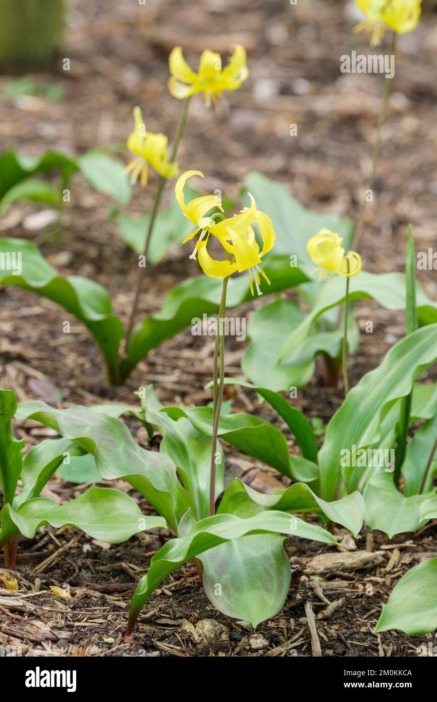 Erythronium 'Jeannine', fawn lily 'Jeannine', yellow flowers om early spring Stock Photo