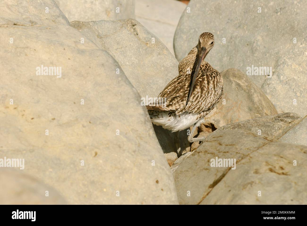 Adult Curlew among rocks at the sea shore Stock Photo