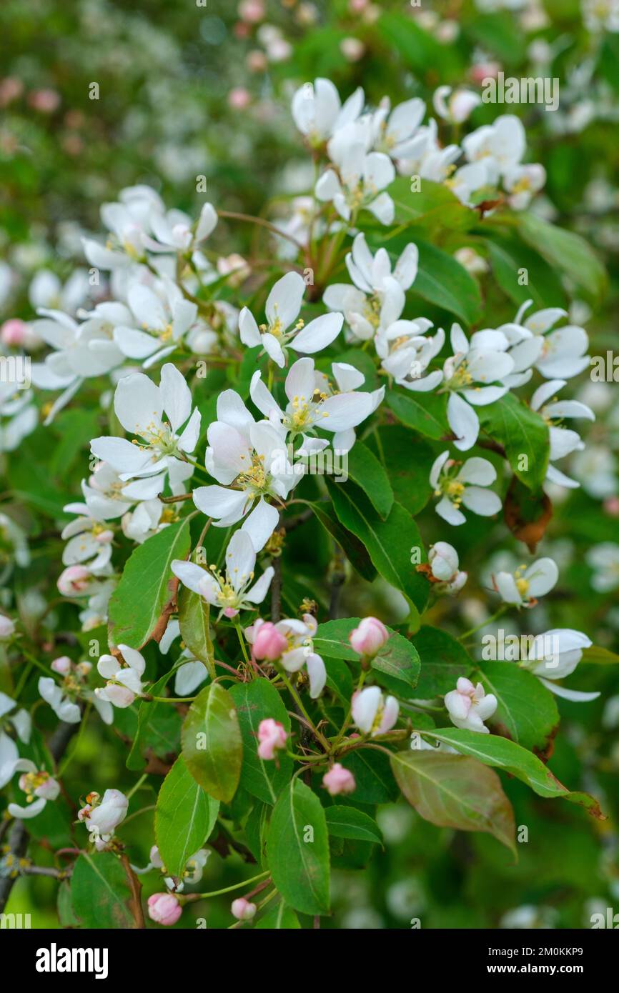 Malus baccata, Siberian crab, Siberian crab apple white blossom in mid- to late spring Stock Photo
