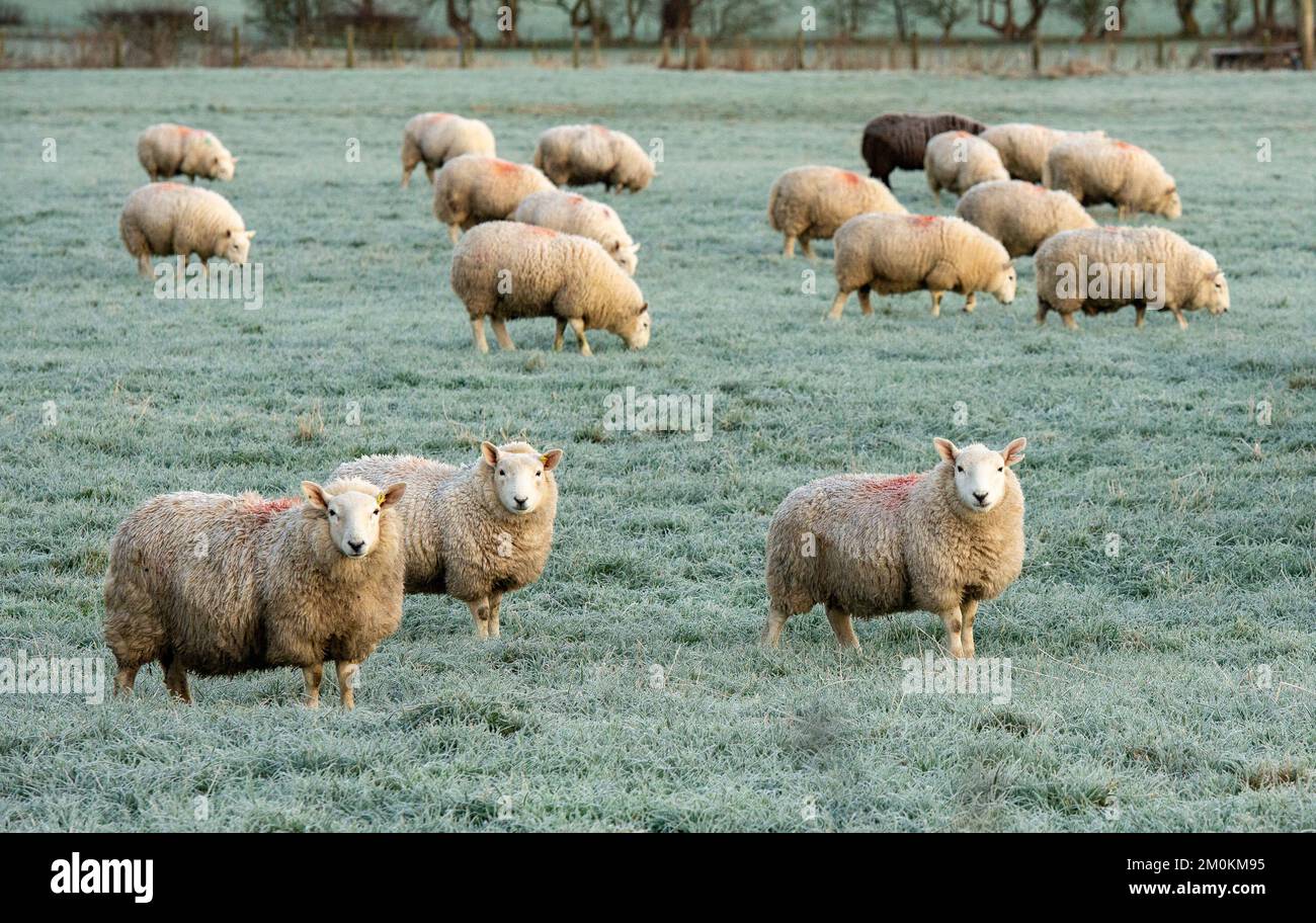 Chipping, Preston, Lancashire, UK. 7th Dec, 2022. A frosty start of the day as sheep graze at sunrise with the temperature at -4 C. Credit: John Eveson/Alamy Live News Stock Photo