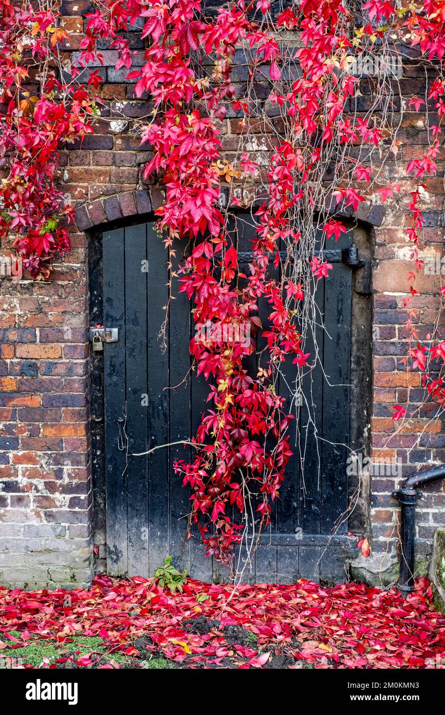 Climbing ivy blocking entrance Stock Photo Alamy