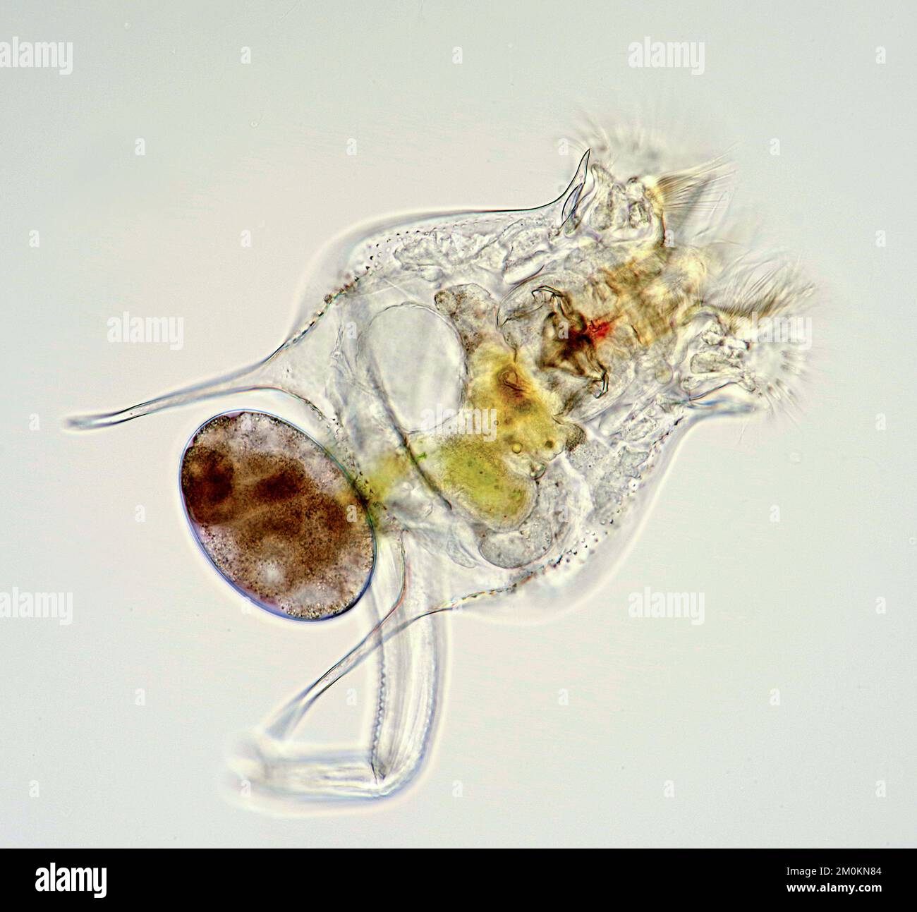 Freshwater rotifer, light micrograph Stock Photo - Alamy