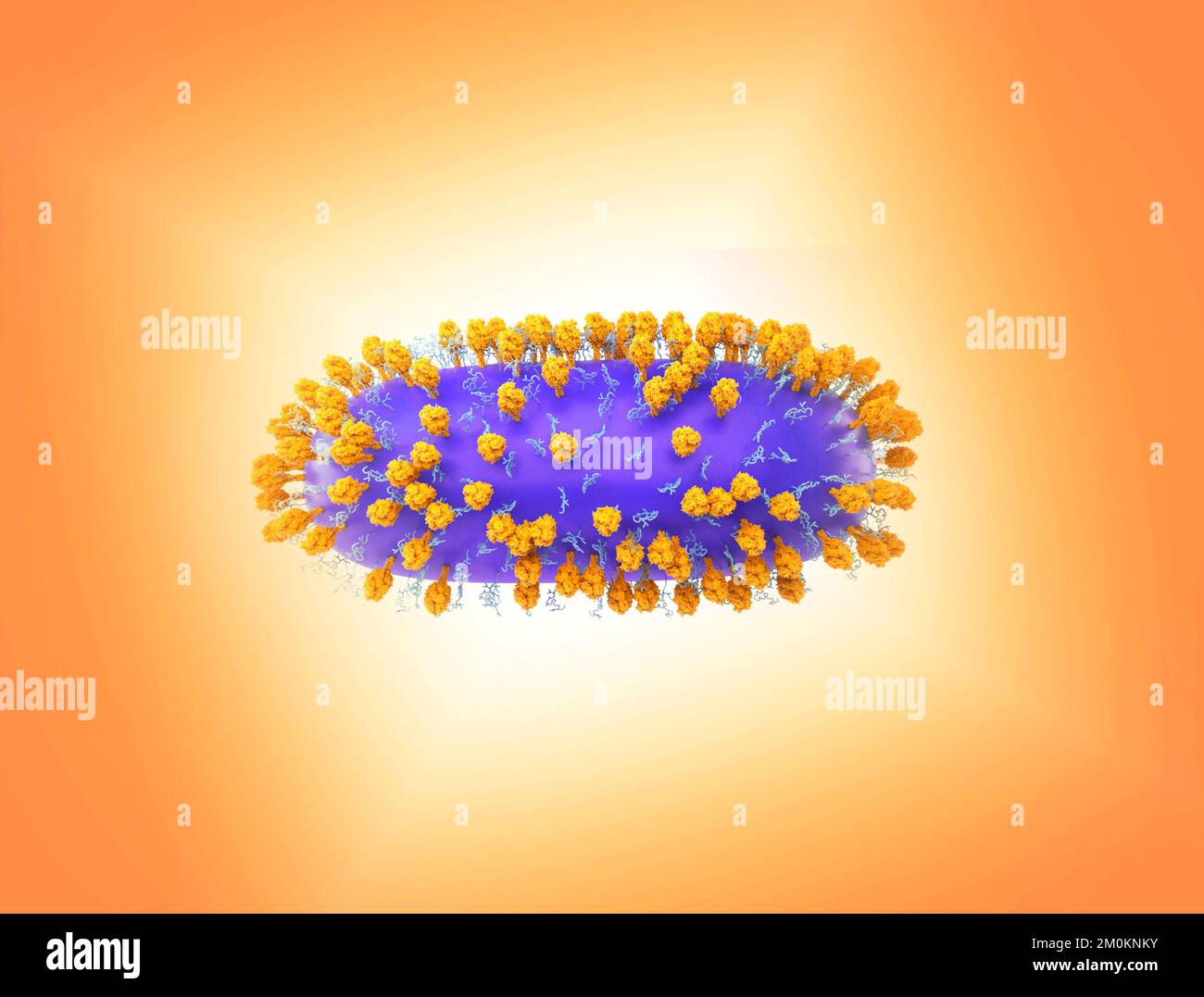 Human respiratory syncytial virus, illustration Stock Photo Alamy