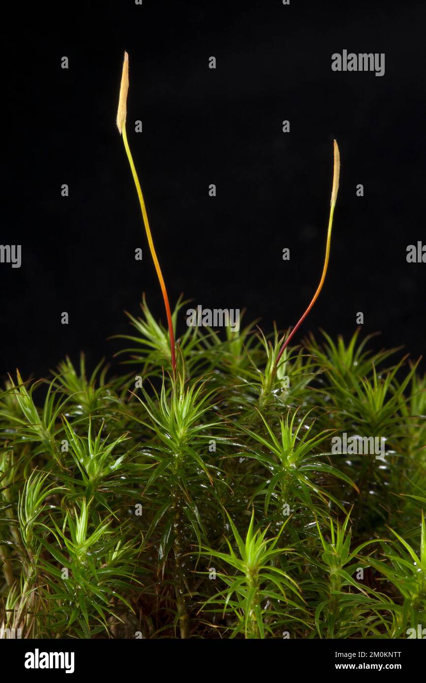 Fruiting capsules and leaves of bank haircap moss Stock Photo Alamy