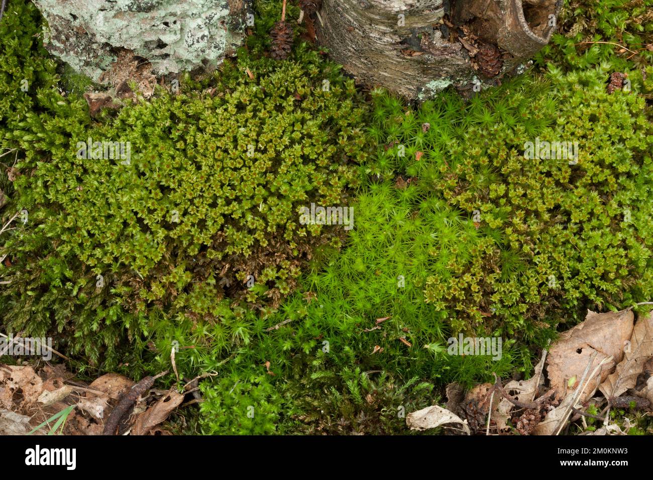 Bank haircap moss (Polytrichastrum formosum Stock Photo Alamy