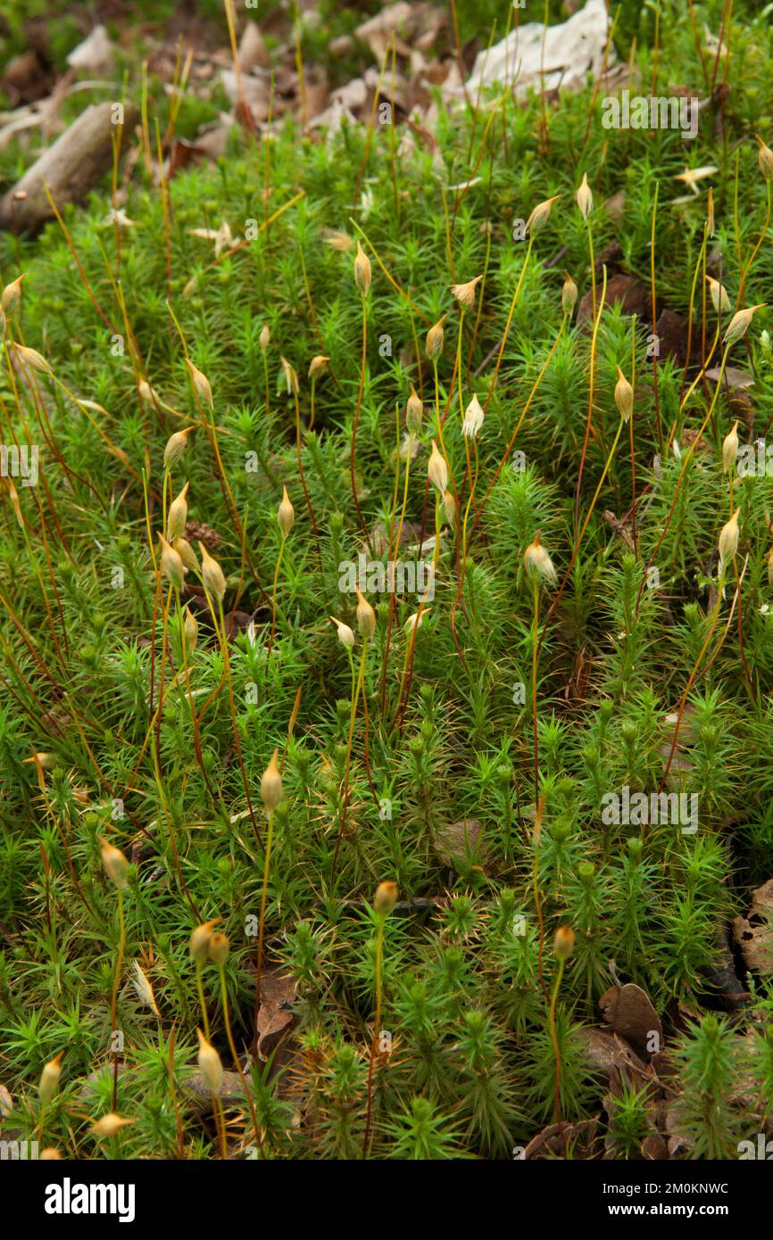 Bank haircap moss (Polytrichastrum formosum Stock Photo Alamy