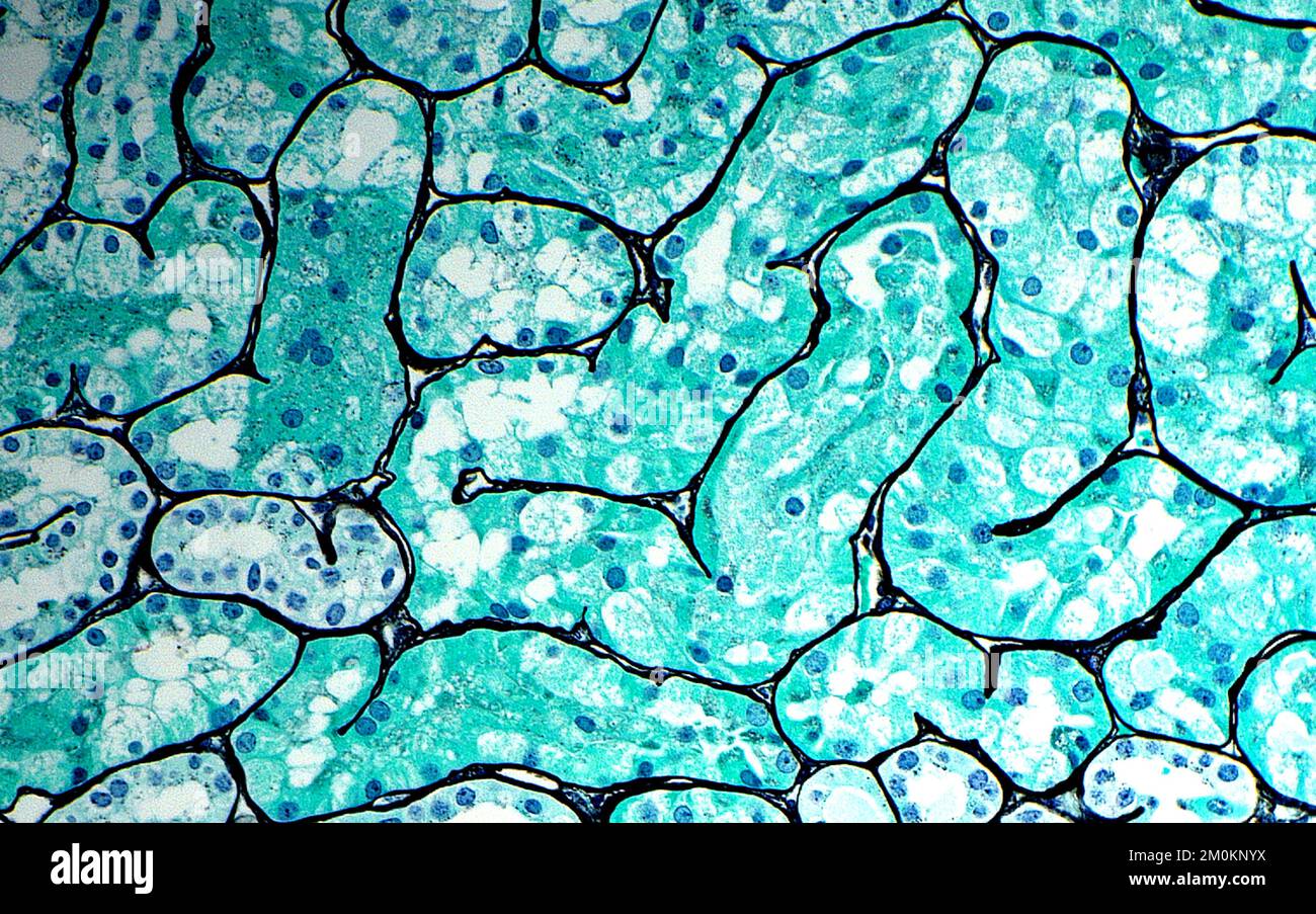 Kidney Proximal Convoluted Tubules Light Micrograph Stock Photo Alamy