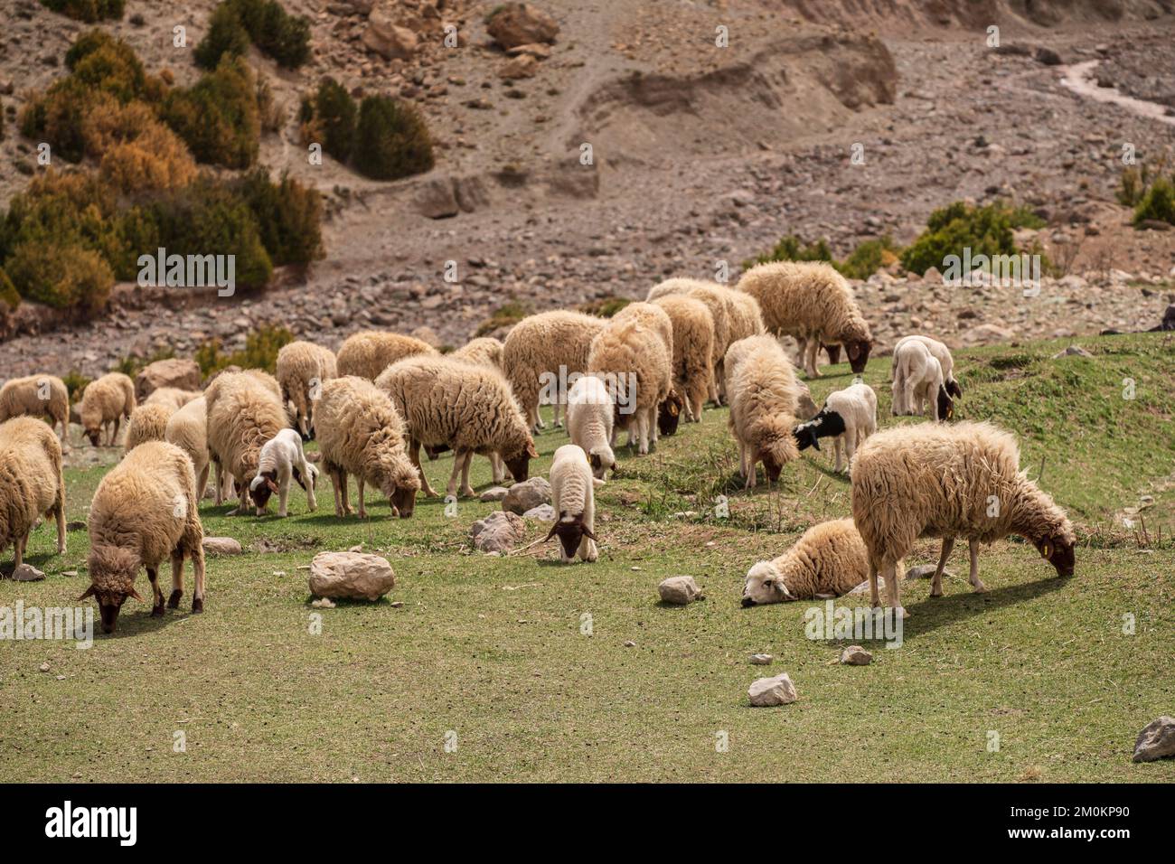 children in front of a house, flock of sheep, Ait Said, Atlas mountain ...