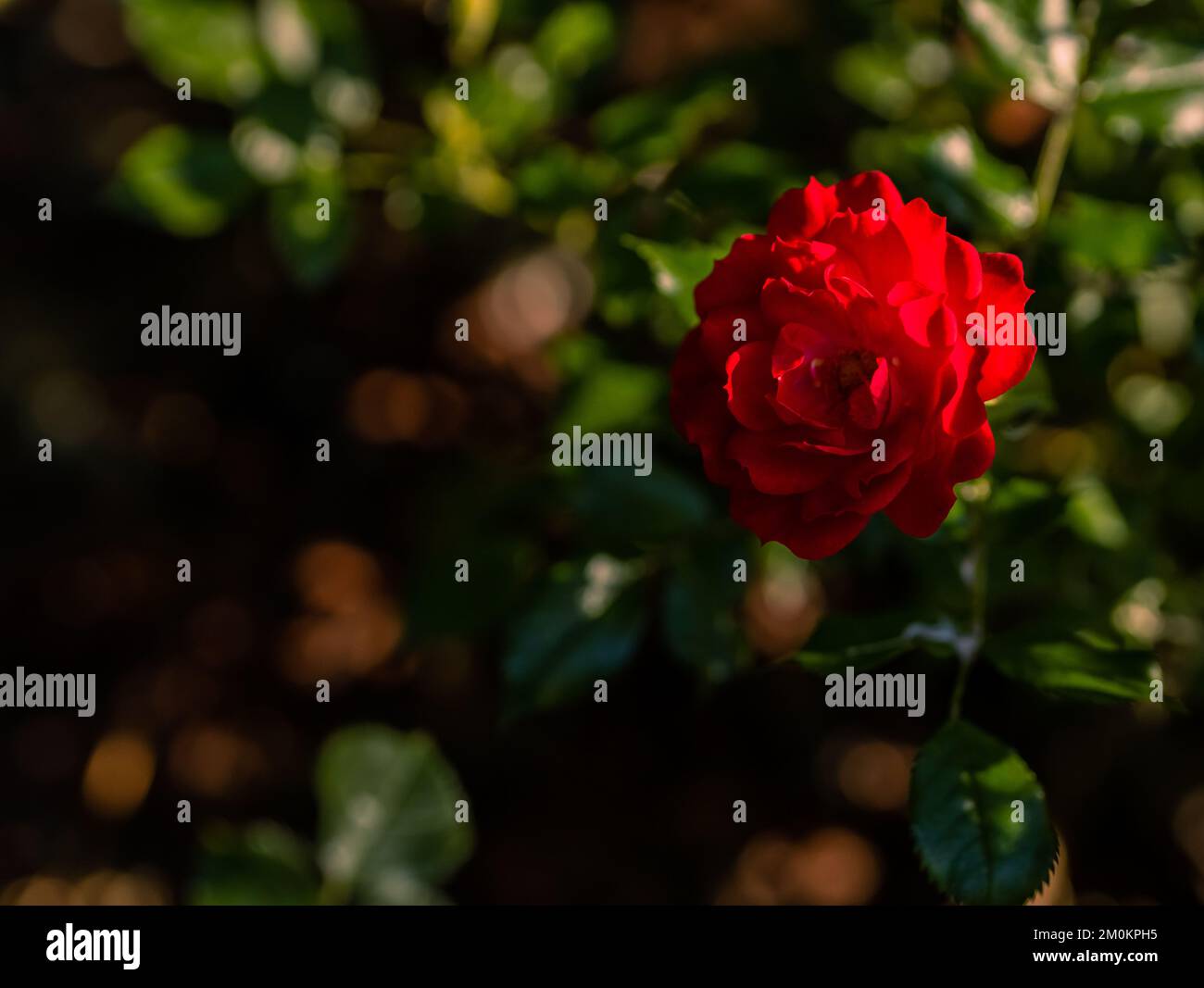 Beautiful drone close up red hi-res stock photography and images - Alamy