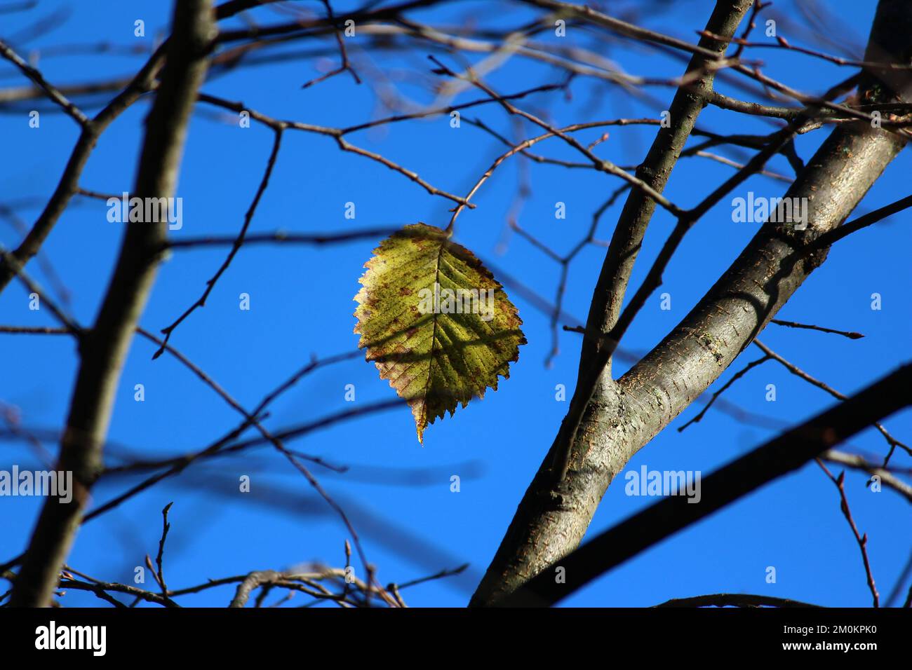 Green leaf and branches of a tree against a blue sky Stock Photo - Alamy