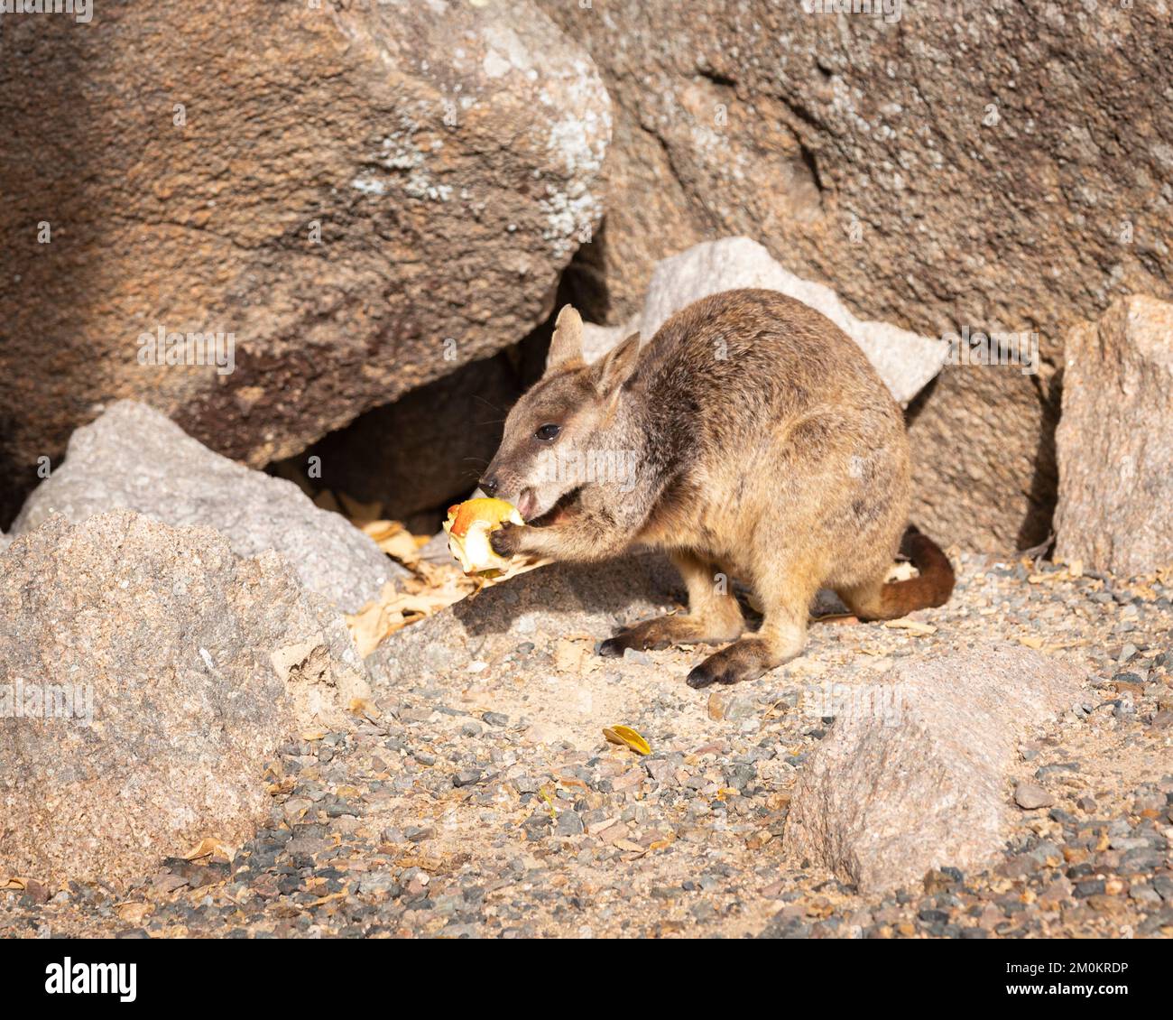 Rock Wallaby on Island Rock eating fruit Stock Photo Alamy