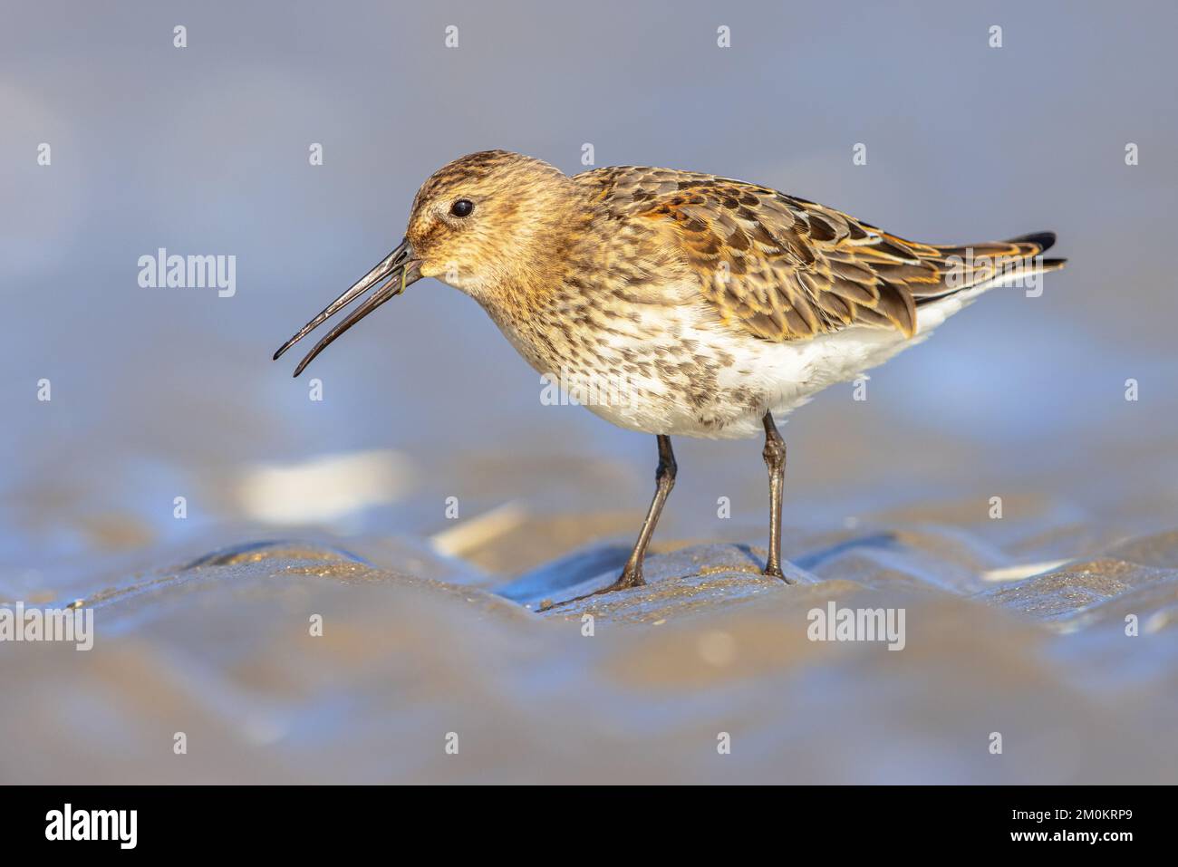 Dunlin (Calidris alpina) small wader bird foraging on a beach during migration. IJmuiden Netherlands. Wildlife scene of nature in Europe. Stock Photo