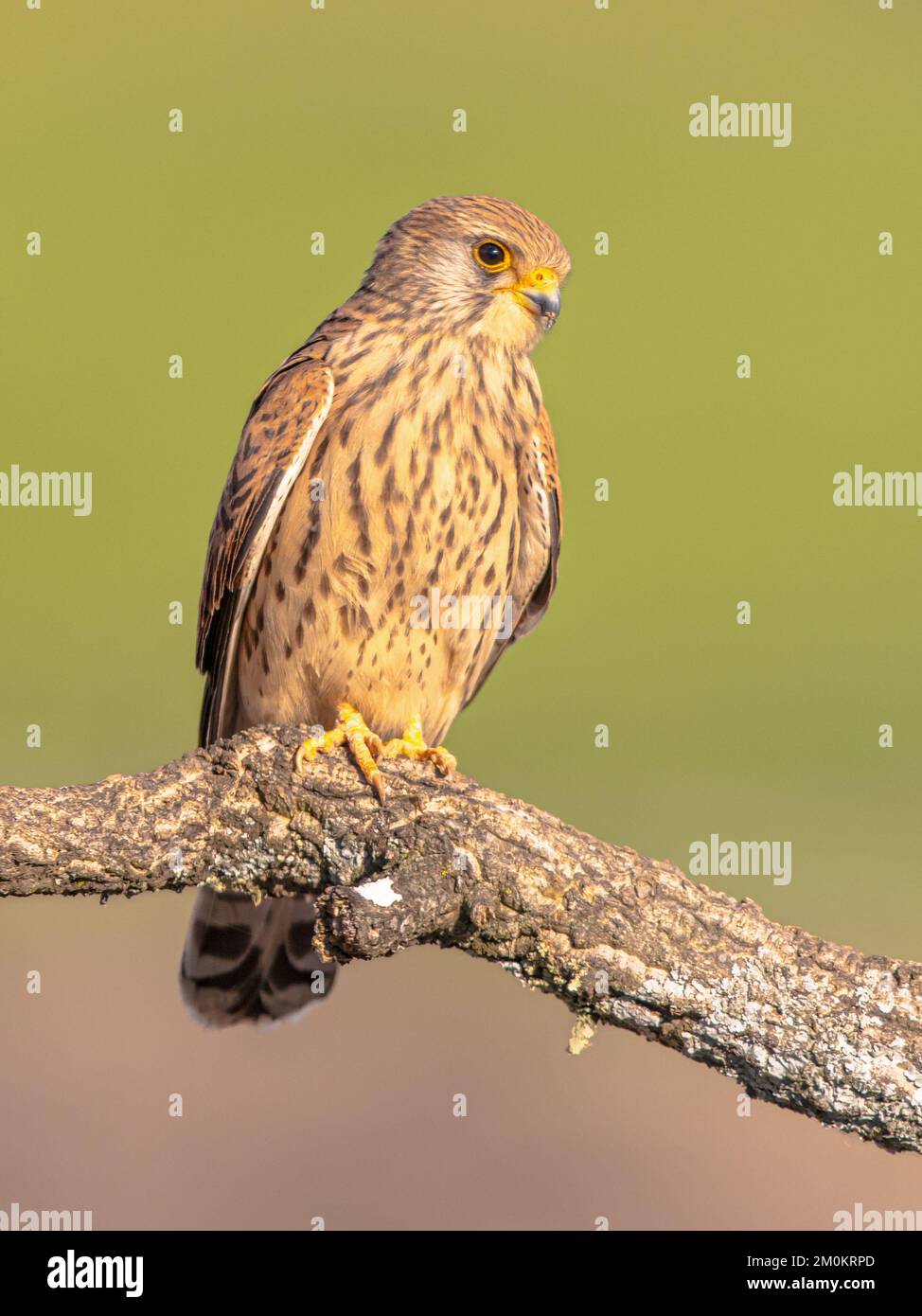 Female Lesser Kestrel (Falco naumanni) is a small Falcon. This Bird Species breeds from the Mediterranean across Afghanistan and Central Asia to China Stock Photo