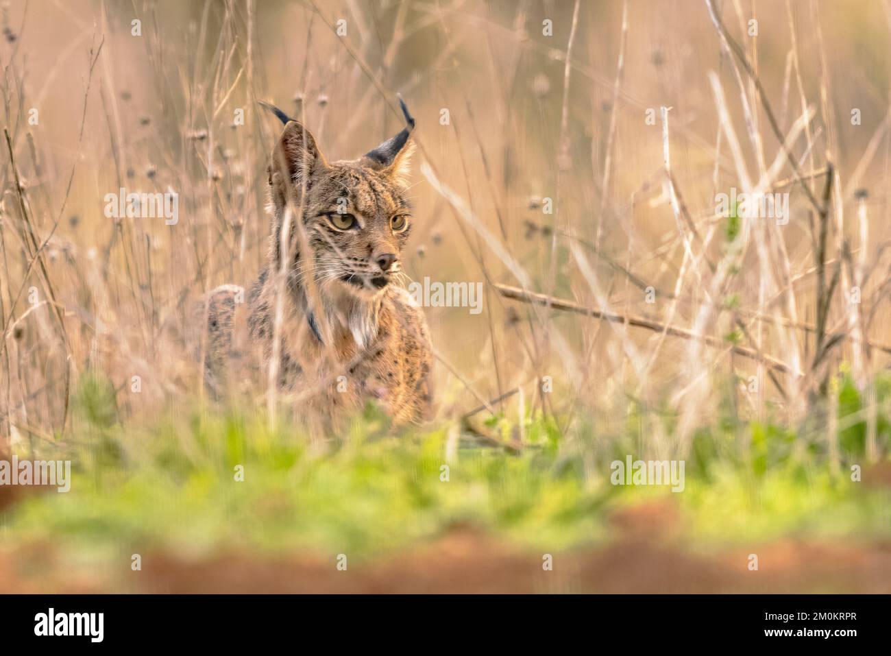 Iberian Lynx (Lynx pardinus) is a Wild Cat Species Endemic to the Iberian Peninsula in southwestern Europe. Wild Animal in Ambush Camouflage in Anduja Stock Photo