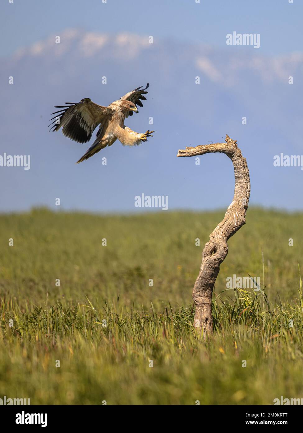 Spanish Imperial Eagle (Aquila adalberti) juvenile landing in tree on bright mountain background. This rare and Endangered bird species occurs only in Stock Photo