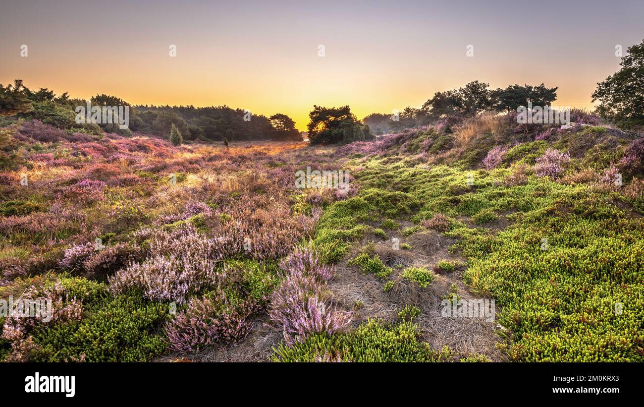 Sunrise over blooming Heathland in National Park Dwingelderveld, Drenthe, the Netherlands. Landscape scene of nature in Europe. Stock Photo